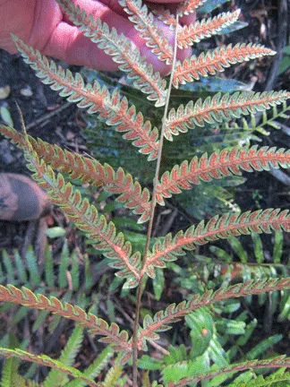 Giant Chain Fern (Woodwardia Fimbriata) — This fern adds a lush, prehistoric ambiance to shaded gardens and woodland settings