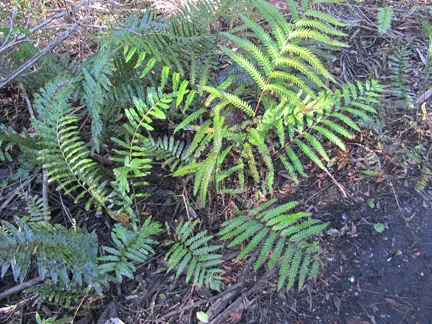 Giant Chain Fern (Woodwardia Fimbriata) — Giant Chain Fern (Woodwardia fimbriata) is a robust, evergreen fern indigenous to the Pacific Northwest
