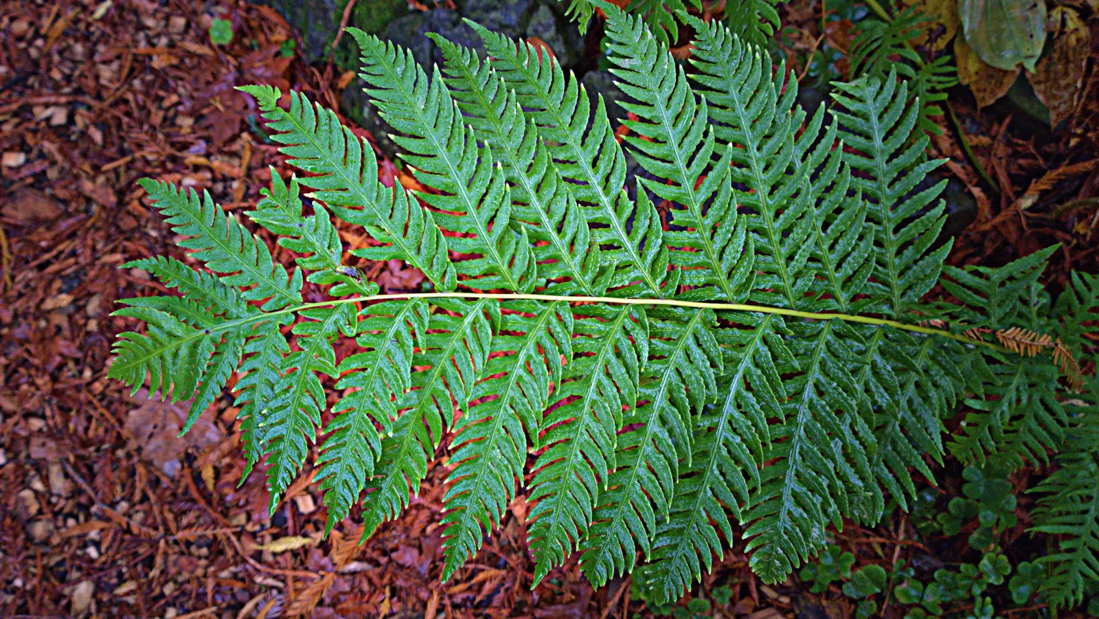 Giant Chain Fern (Woodwardia Fimbriata) — This fern can reach an impressive height of 4 to 6 feet with a similar spread