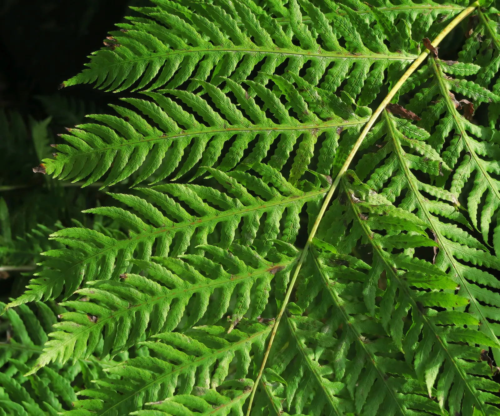 Giant Chain Fern (Woodwardia Fimbriata) — textural component for shaded areas