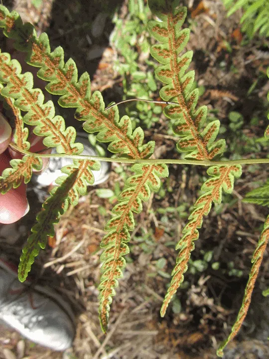 Giant Chain Fern (Woodwardia Fimbriata) — providing a robust visual anchor in a mixed planting; adding year-round interest.<br><br>A low-maintenance choice