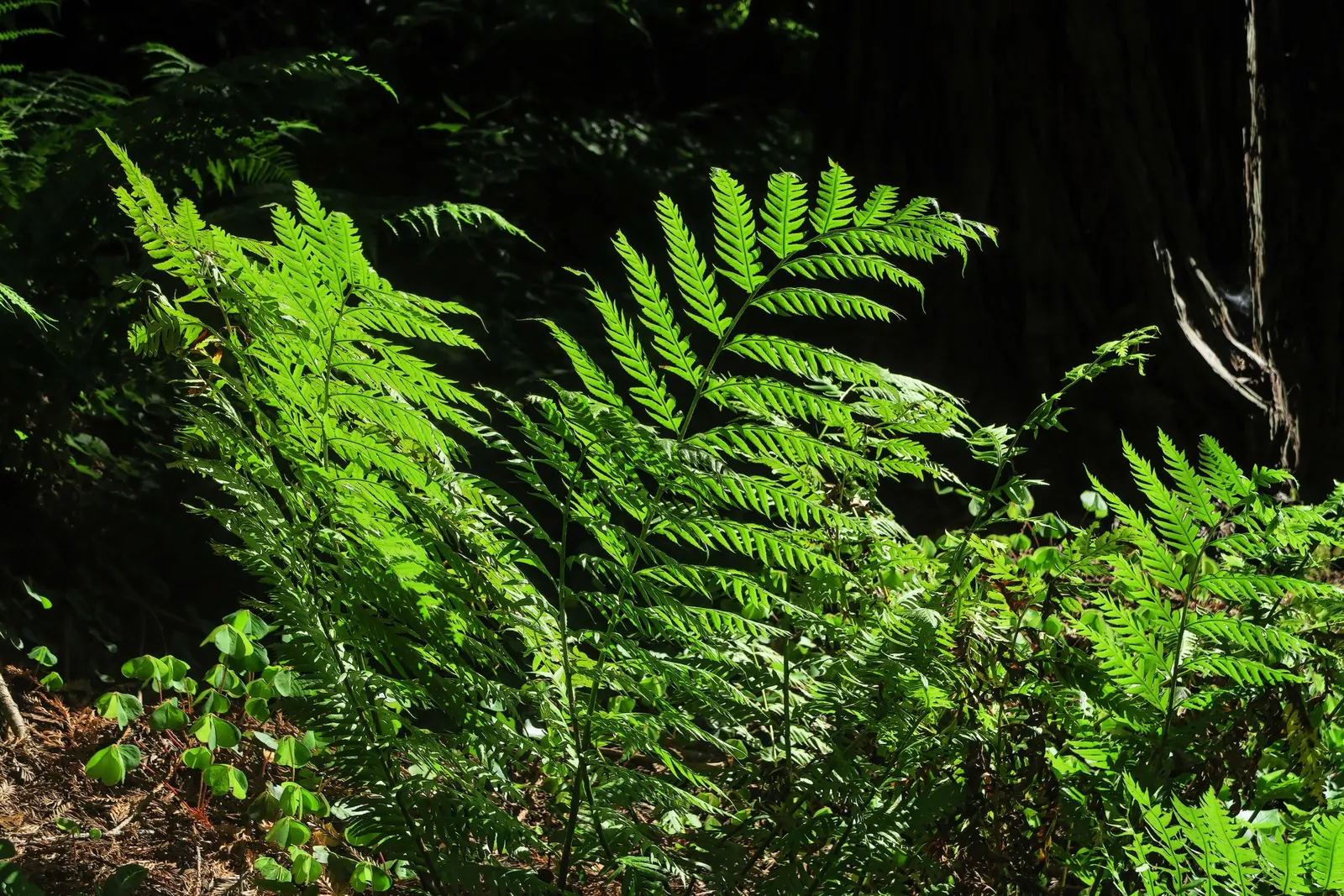 Giant Chain Fern (Woodwardia Fimbriata) — eye-catching feature in the landscape.<br><br>Hardy in USDA zones 7 through 10