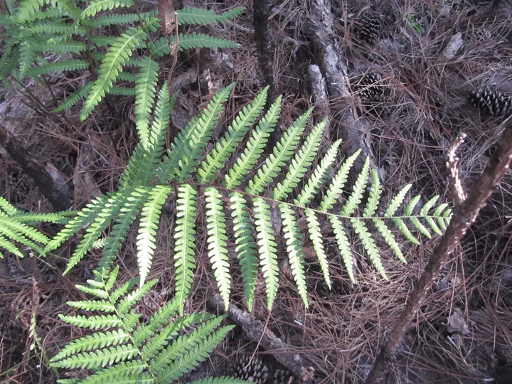 Giant Chain Fern (Woodwardia Fimbriata) — the Giant Chain Fern exhibits a coarser texture relative to its kin; indicating its tolerance for a diverse range of