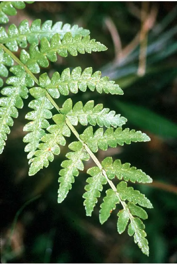 Giant Chain Fern (Woodwardia Fimbriata) — or plant it in masses for a dramatic effect