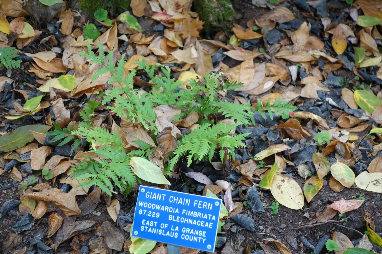 Giant Chain Fern (Woodwardia Fimbriata) — This fern adds a lush, prehistoric ambiance to shaded gardens and woodland settings, image 32
