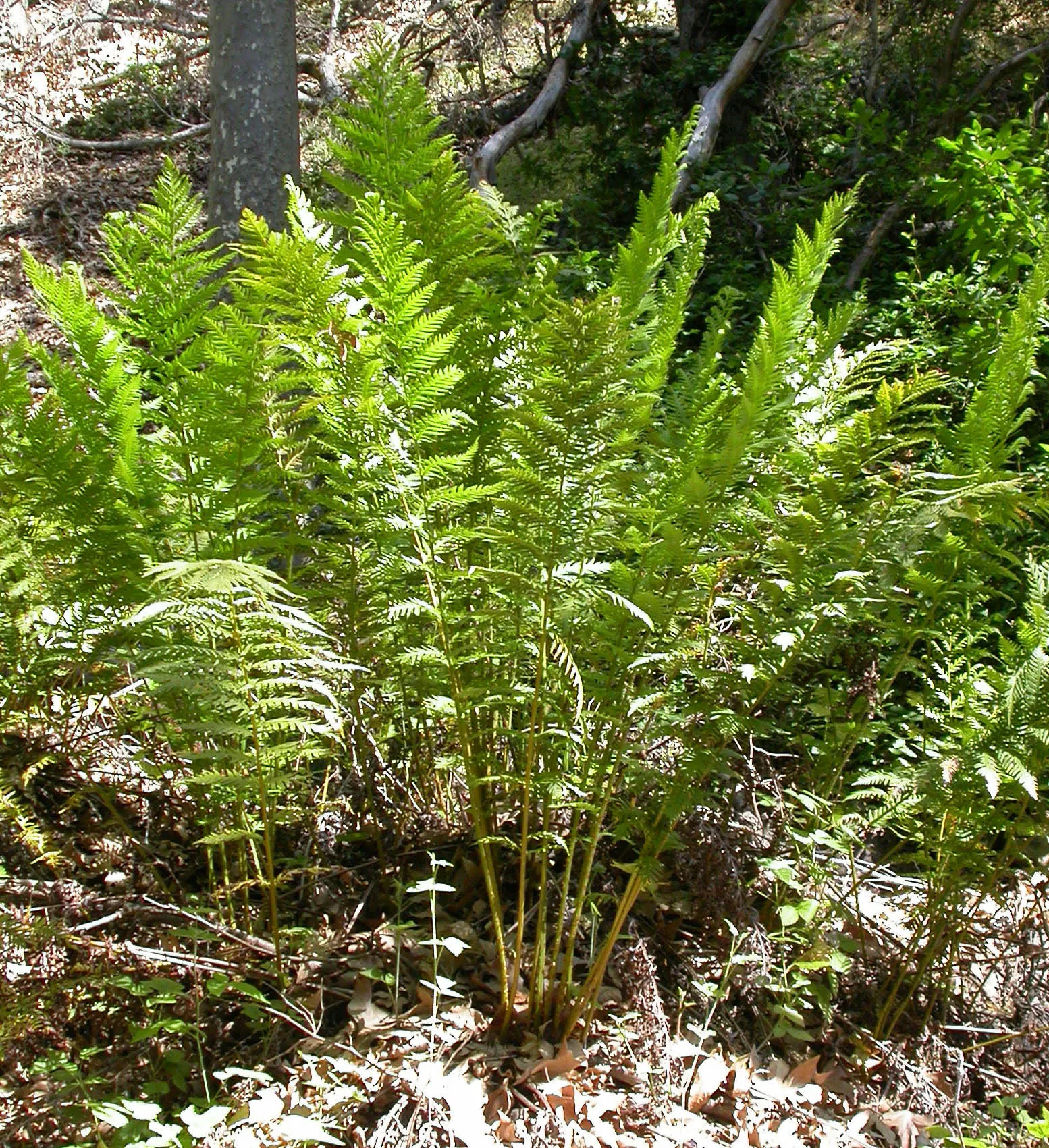 Giant Chain Fern (Woodwardia Fimbriata) — is a notable specimen for its impressive size and lush appearance; providing a robust visual anchor in a mixed