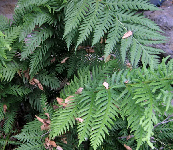 Giant Chain Fern (Woodwardia Fimbriata) — use it as a specimen plant