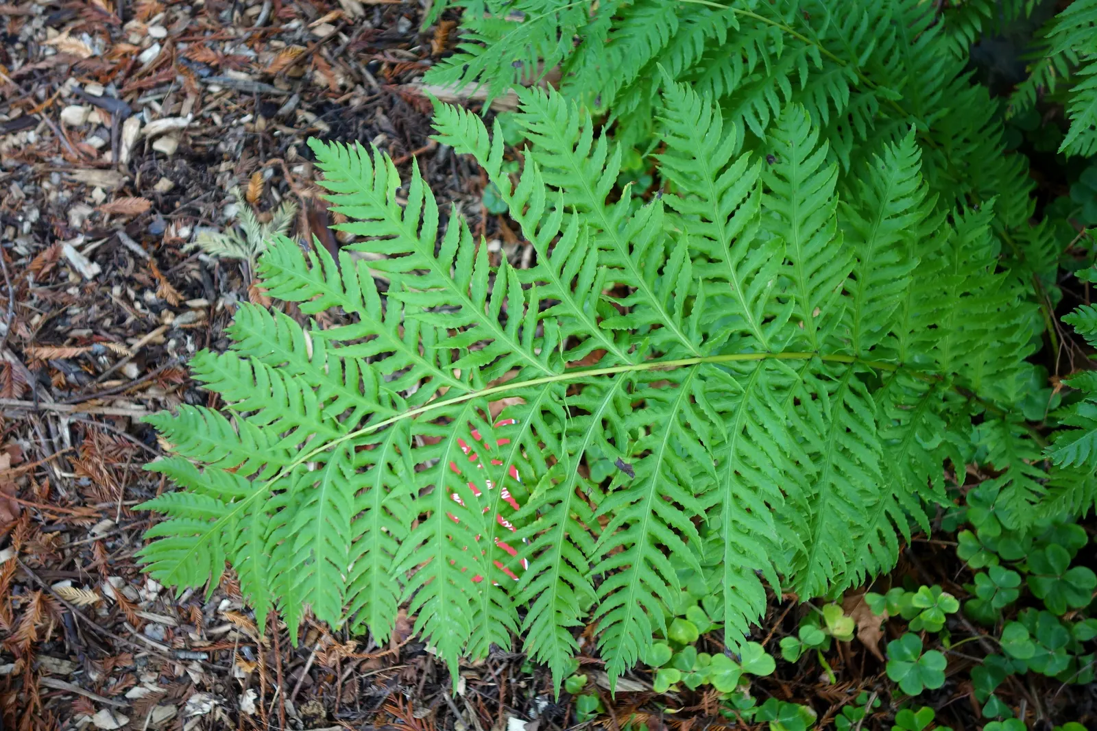 Giant Chain Fern (Woodwardia Fimbriata) — Giant Chain Fern (Woodwardia fimbriata) is a robust, evergreen fern indigenous to the Pacific Northwest; thriving in