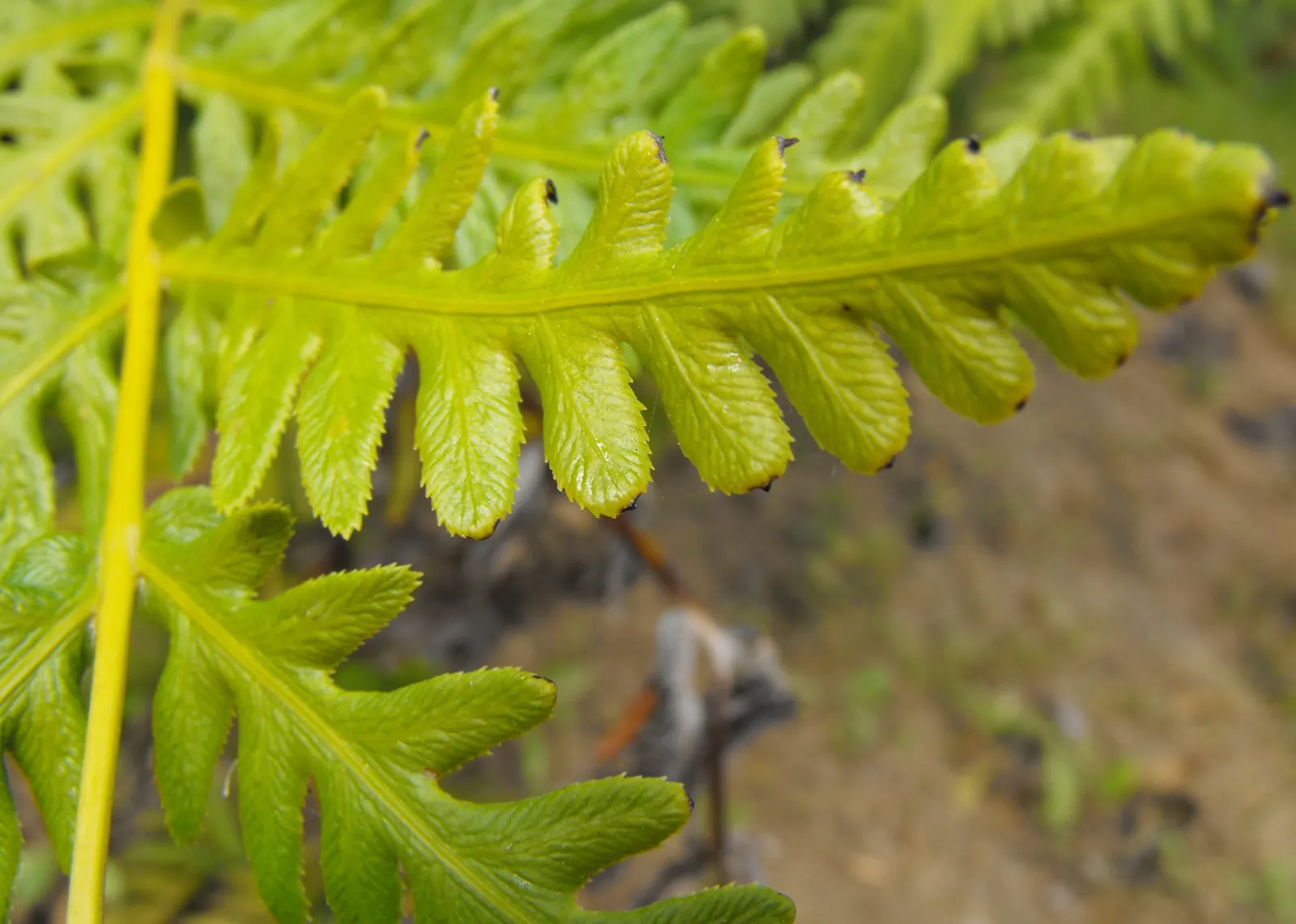 Giant Chain Fern (Woodwardia Fimbriata) — the Giant Chain Fern thrives in partial to full shade