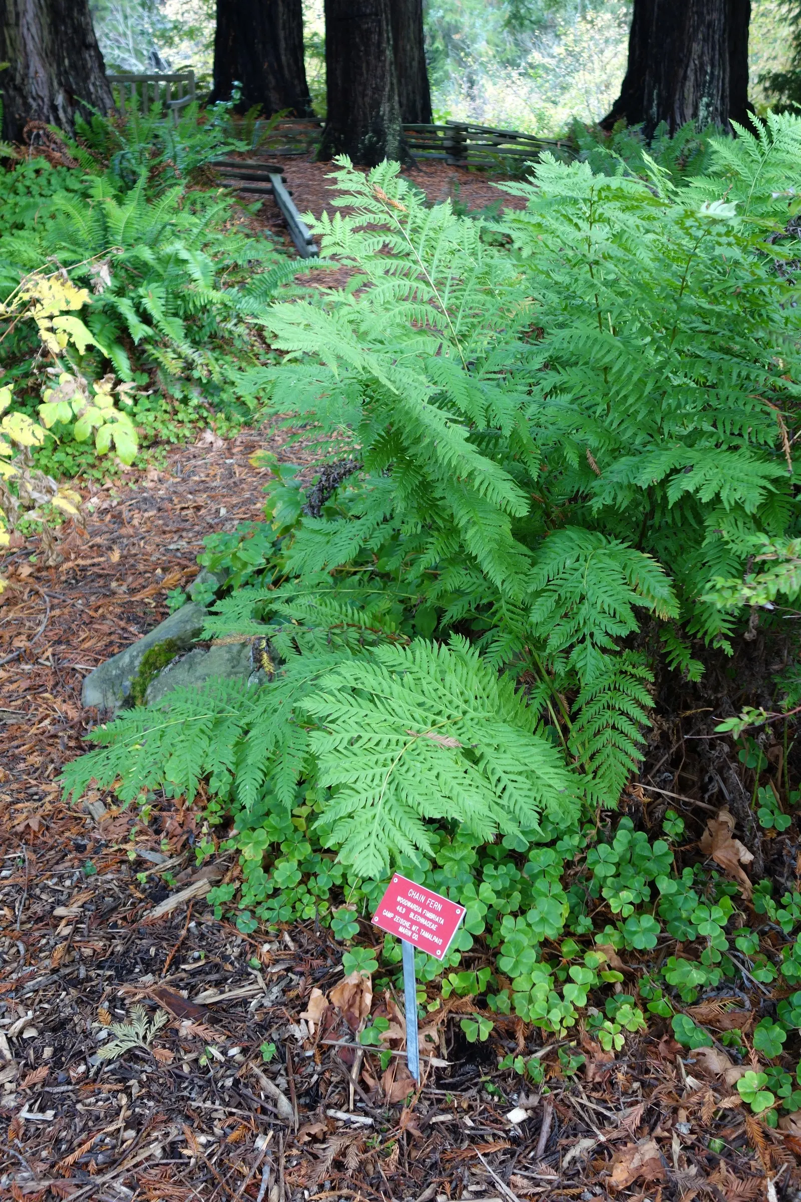 Giant Chain Fern (Woodwardia Fimbriata) — fern for half or shade