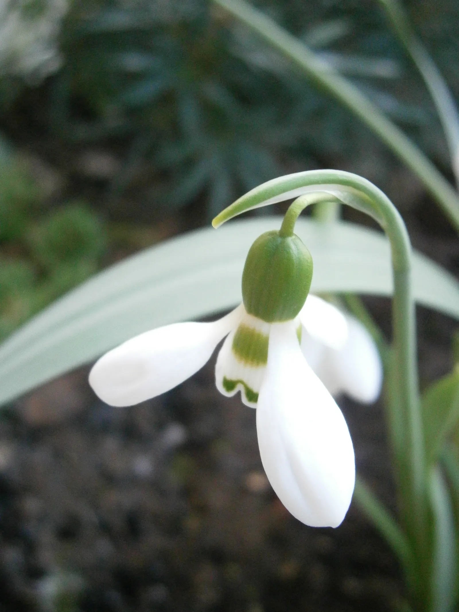 Giant Snow Drop (Galanthus Elwesii) — and can be an excellent choice for adding early color to woodland settings and other shaded garden areas; is a graceful