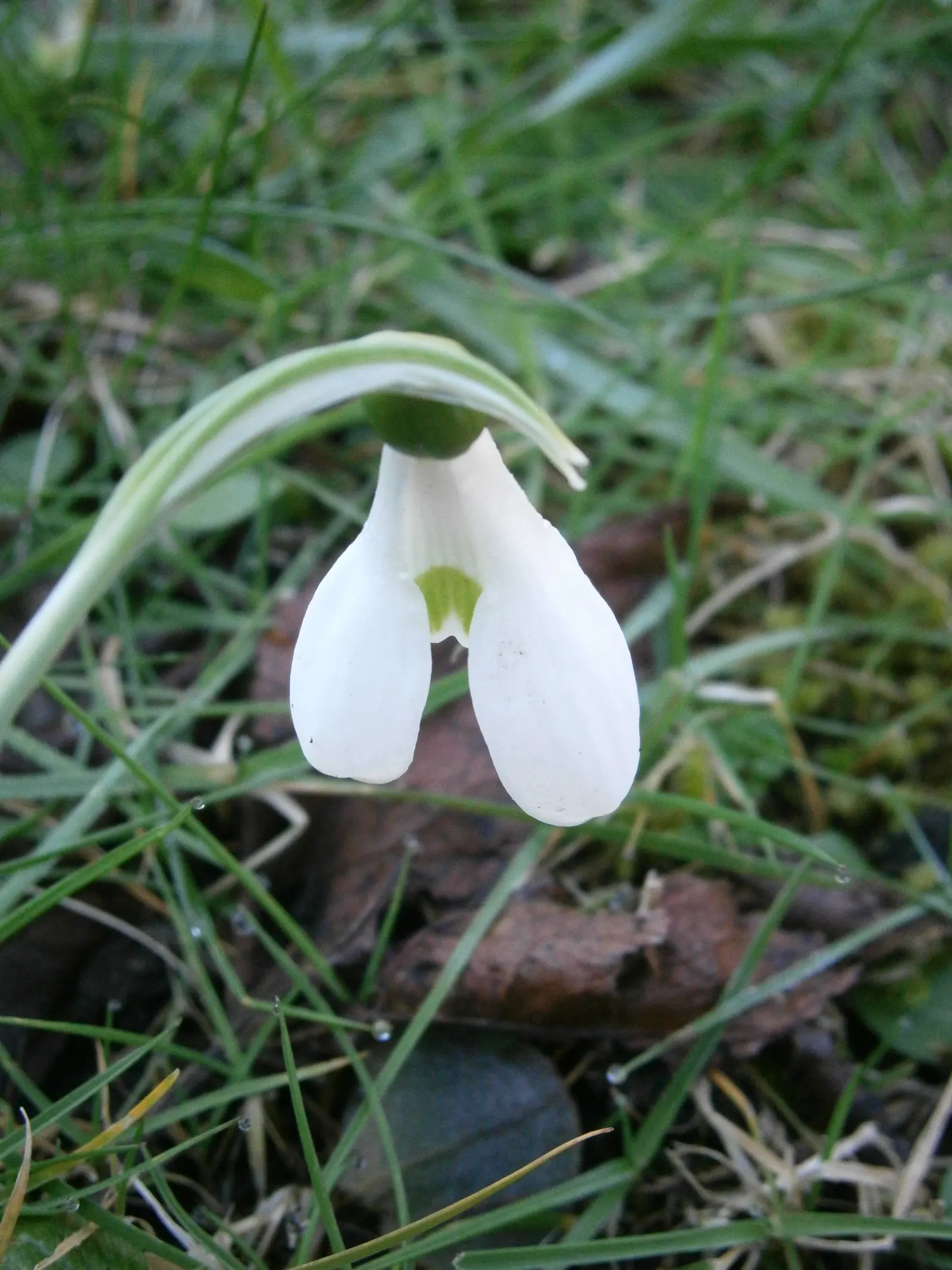 Giant Snow Drop (Galanthus Elwesii) — where it can form impressive drifts over time