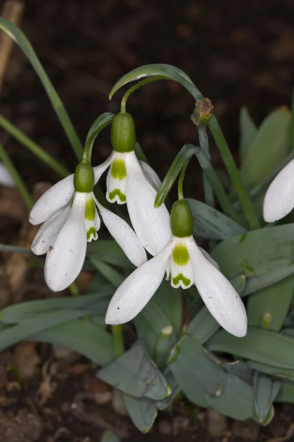 Giant Snow Drop (Galanthus Elwesii) — reaching heights of 6 to 8 inches; reaching heights of approximately 6 to 12 inches