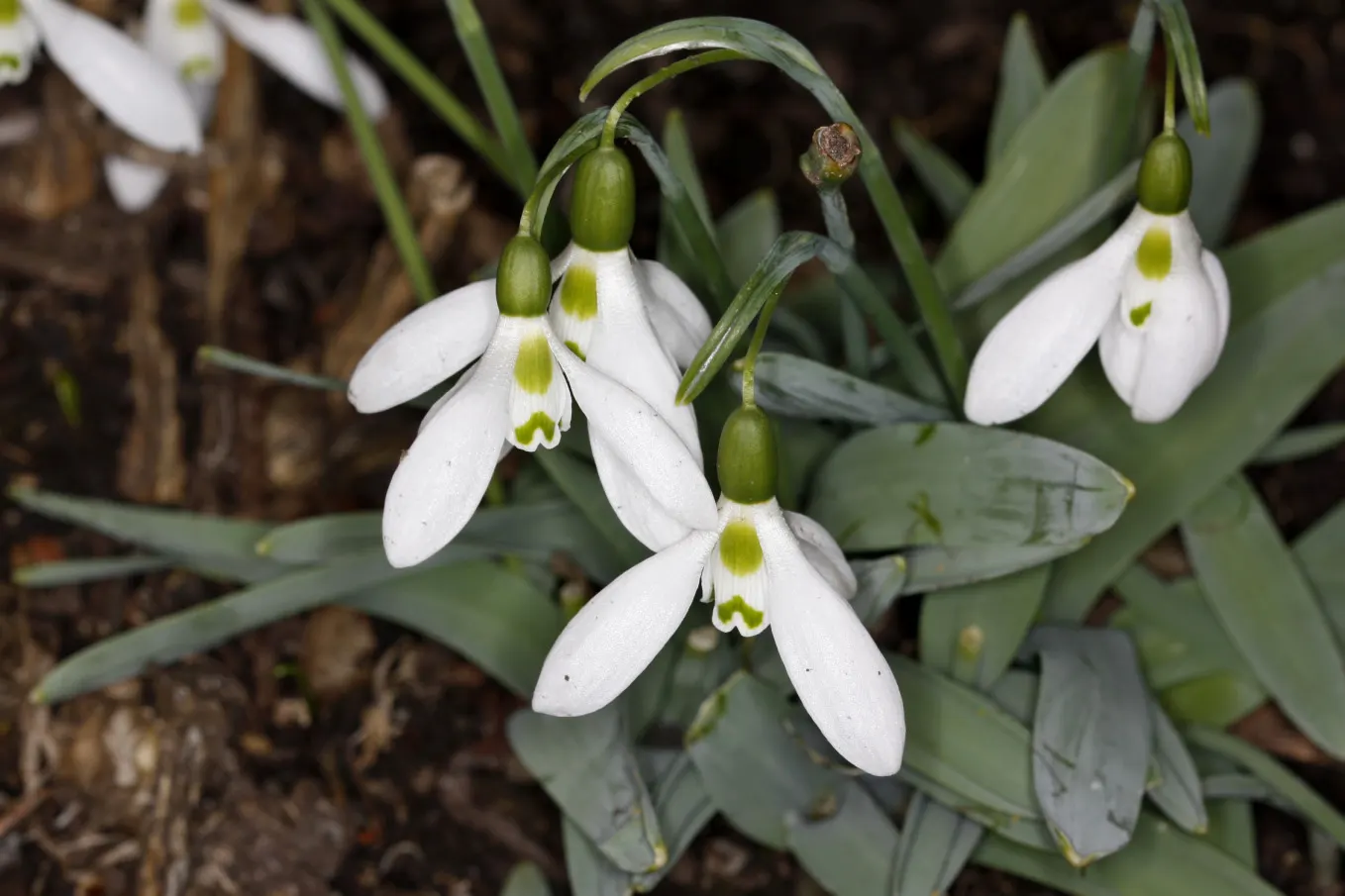 Giant Snow Drop (Galanthus Elwesii) — this species boasts elegant white drooping blooms