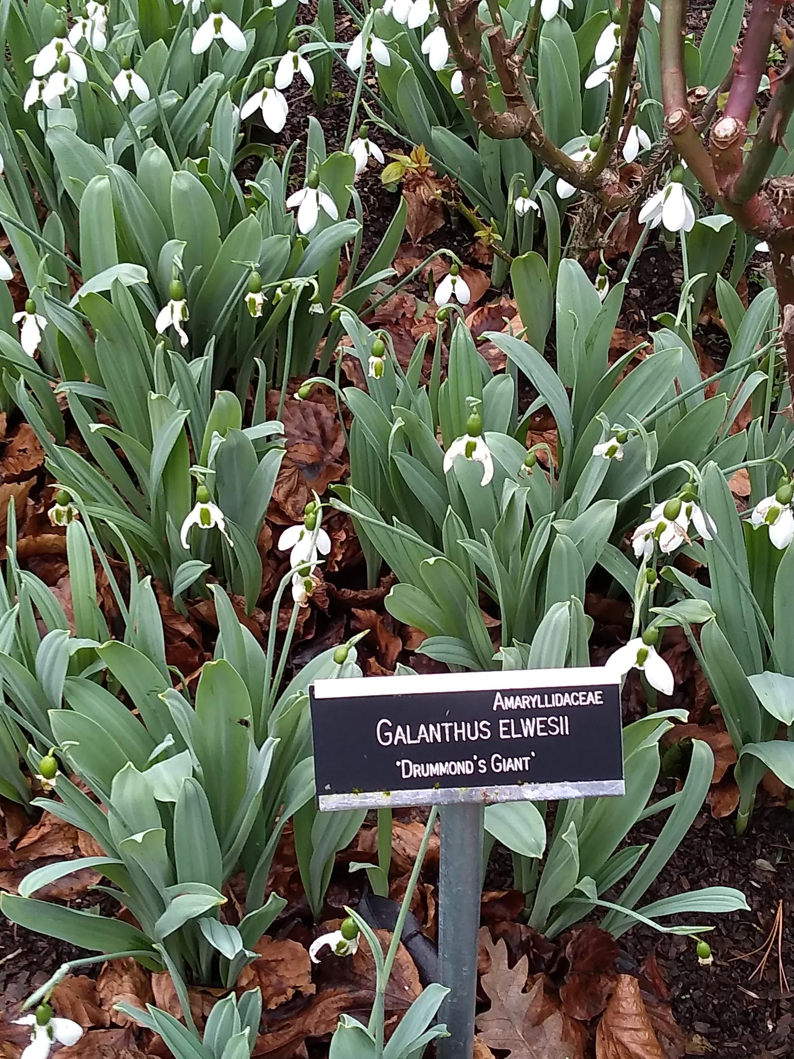 Giant Snow Drop (Galanthus Elwesii) — this species boasts elegant white drooping blooms; bulb for full or half, image 54