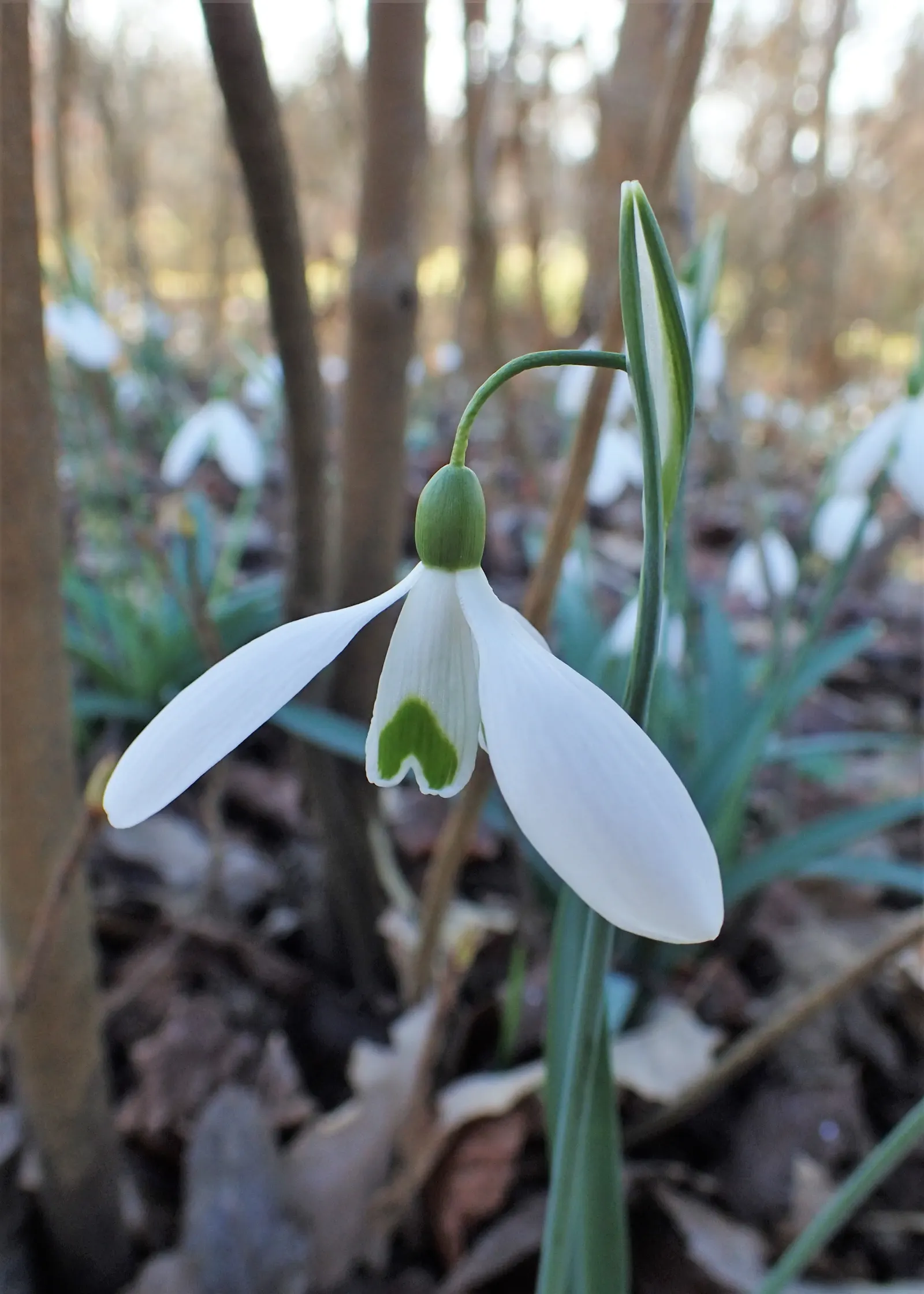 Giant Snow Drop (Galanthus Elwesii) — contrasting beautifully against the snow-white, image 63