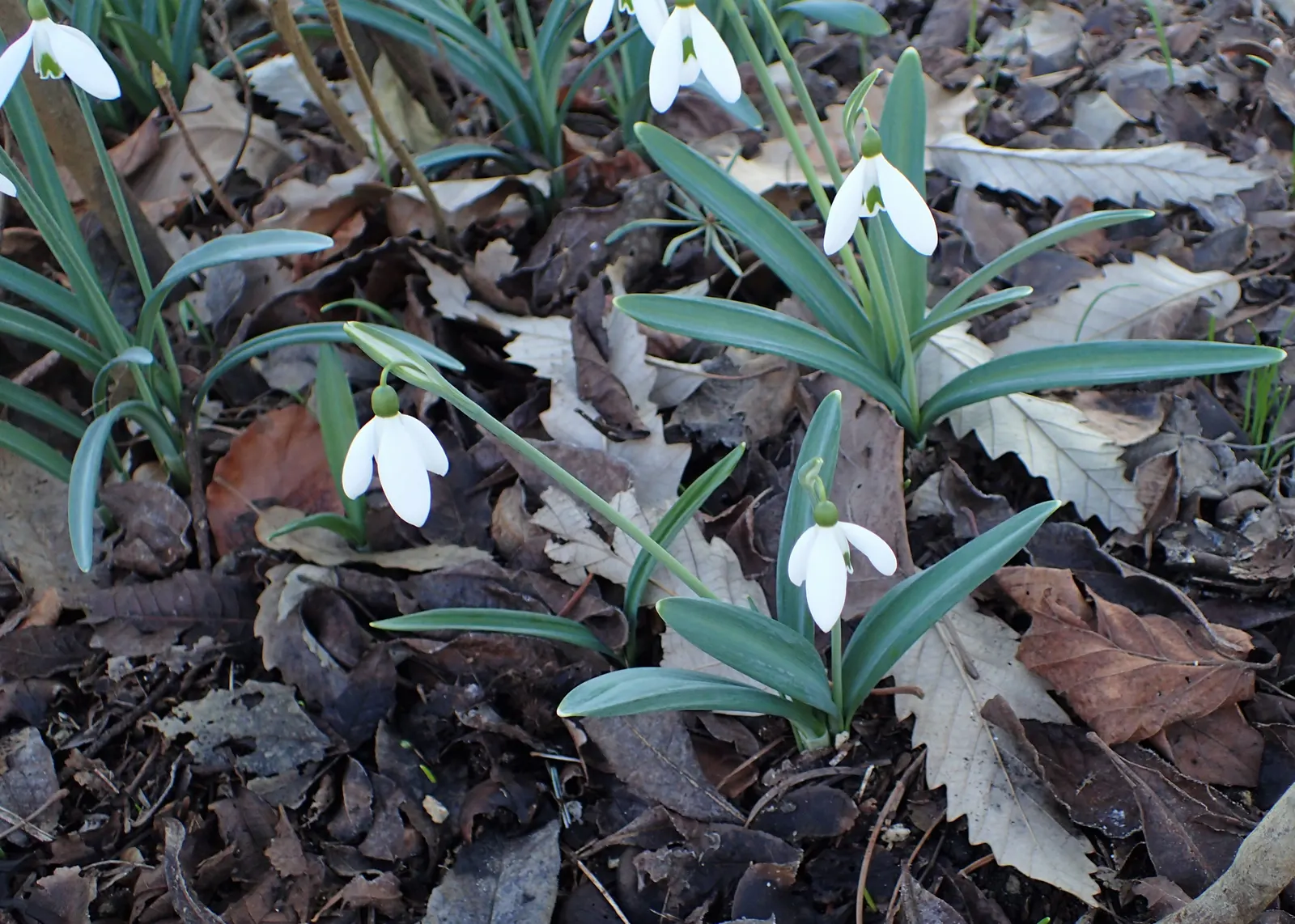 Giant Snow Drop (Galanthus Elwesii) — reaching heights of approximately 6 to 12 inches; bulb with white blooms