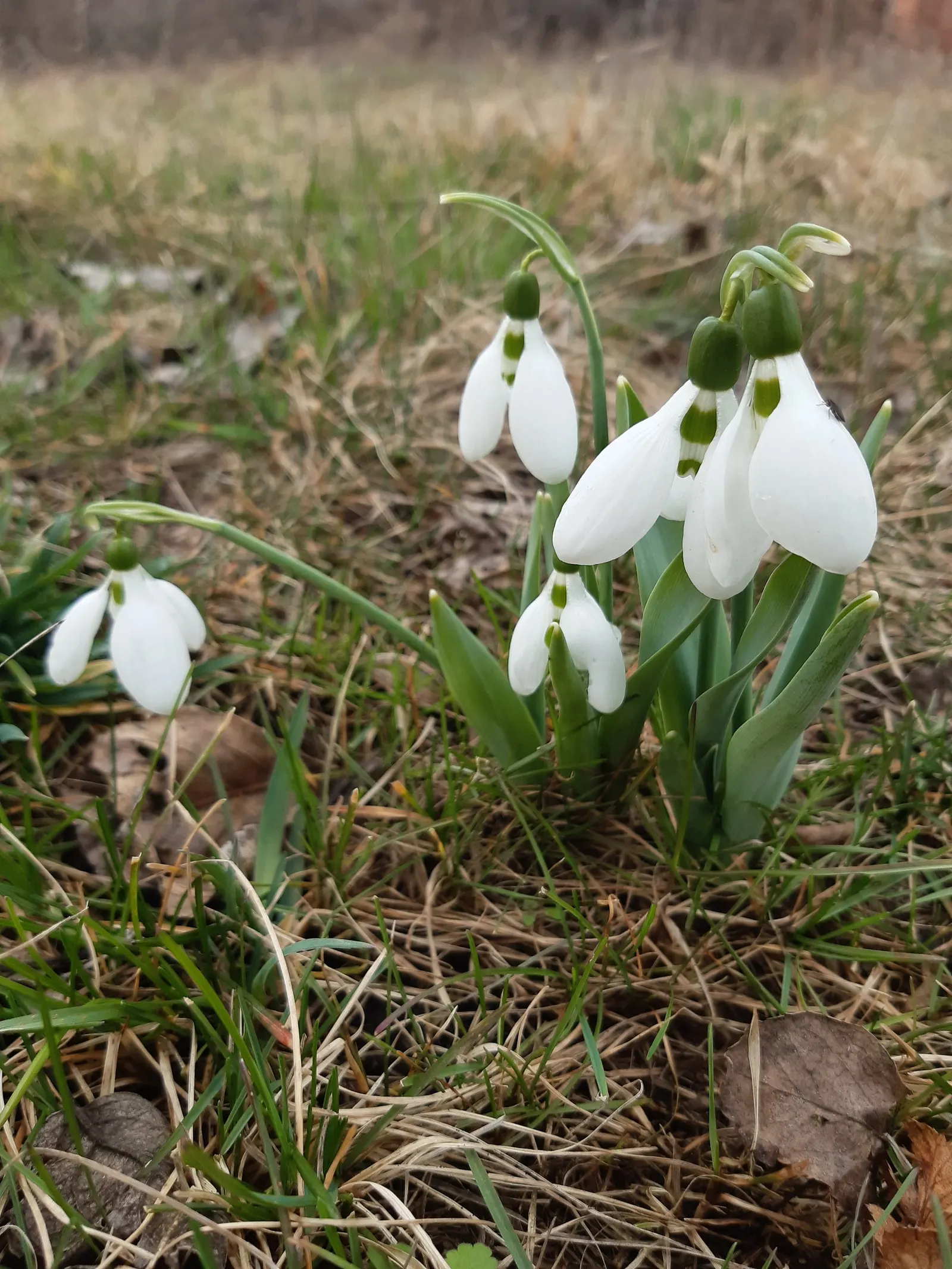 Giant Snow Drop (Galanthus Elwesii) — white flowers in the garden; is a captivating bulbous perennial that heralds the arrival of spring with its, image 73