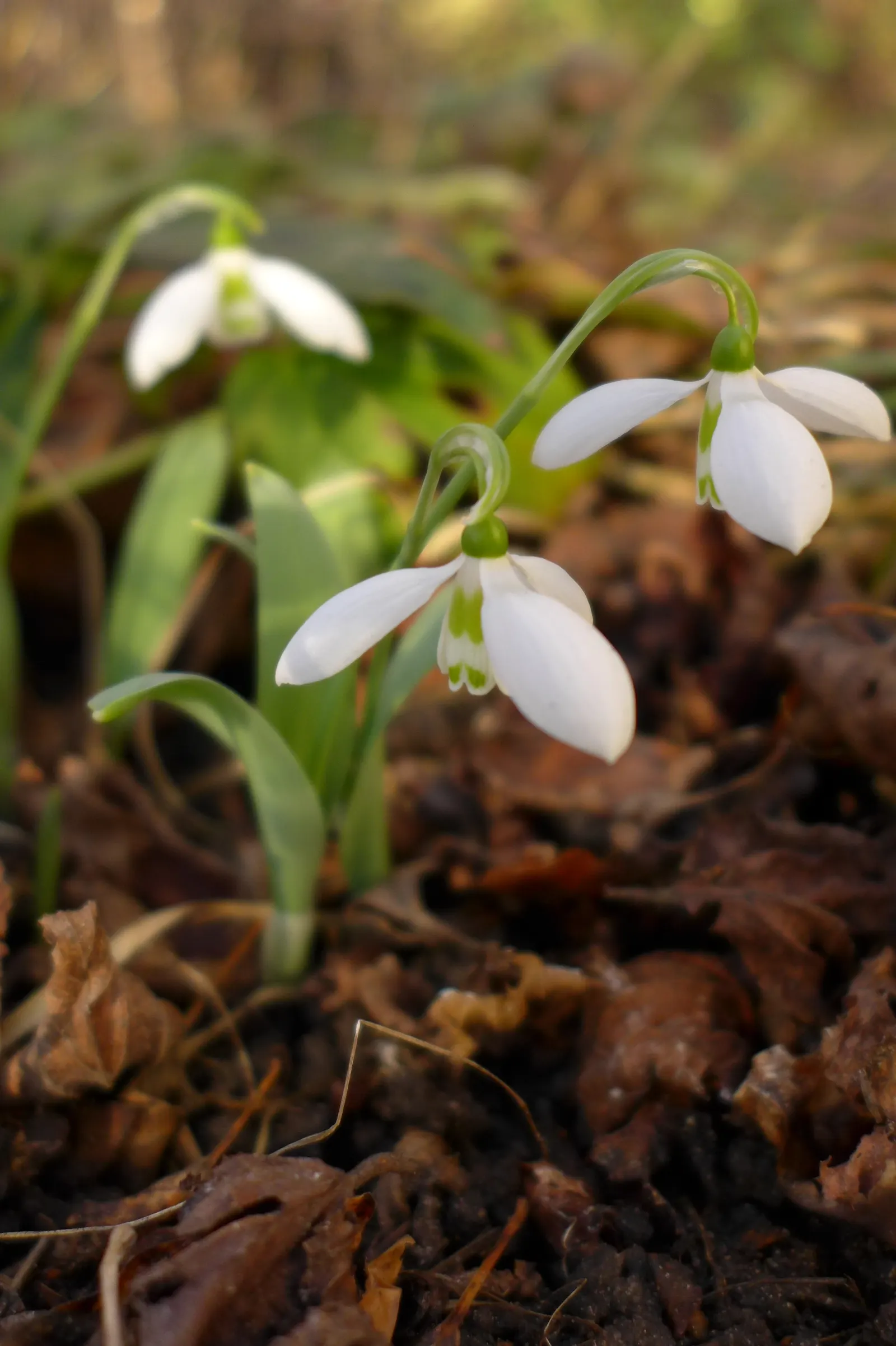 Giant Snow Drop (Galanthus Elwesii) — is a graceful early spring bulbous perennial; this species boasts elegant white drooping blooms