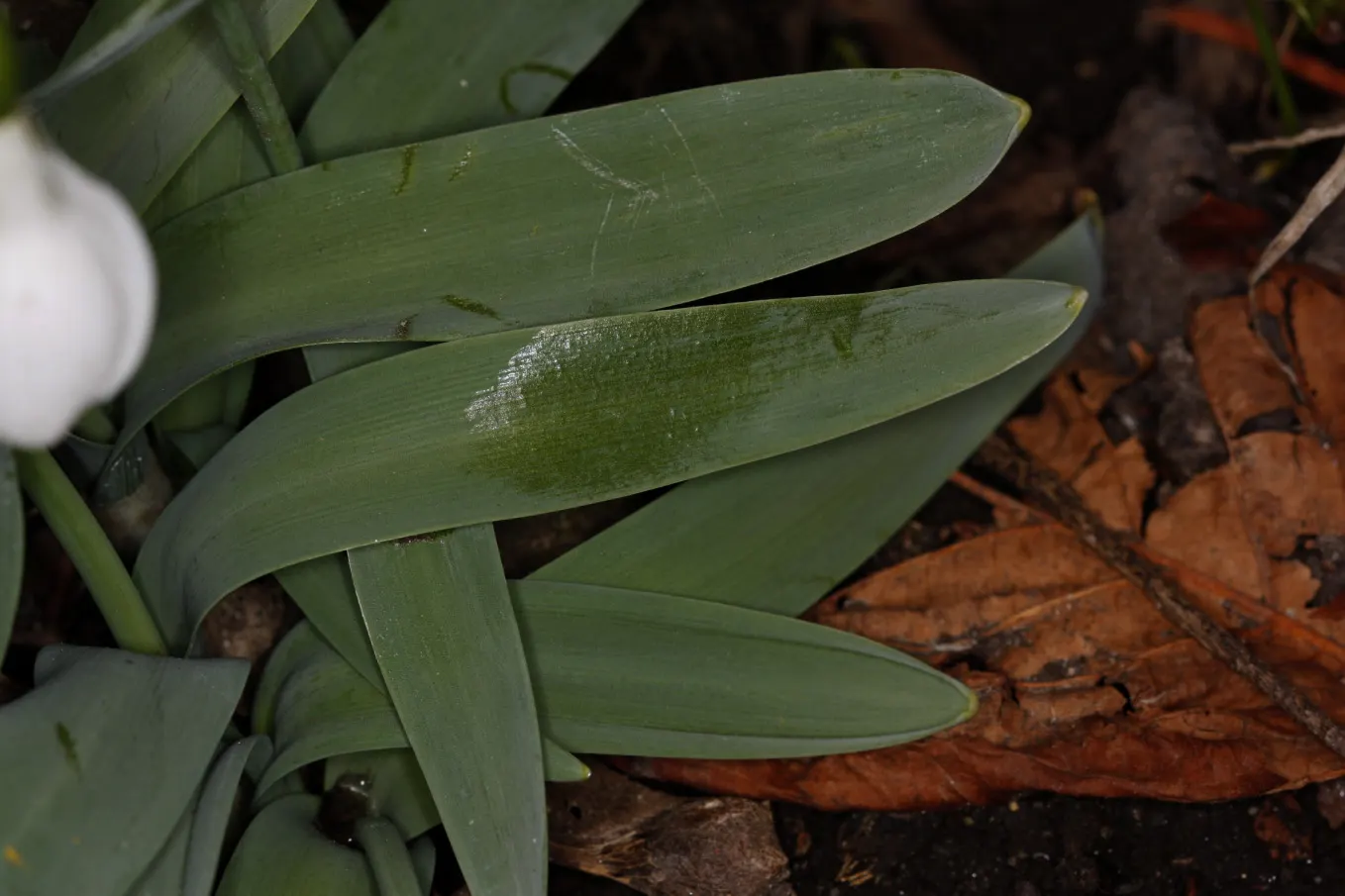 Giant Snow Drop (Galanthus Elwesii) — Ideally planted in clusters, it thrives in partial shade to full sunlight and well-drained soil; galanthus, image 81