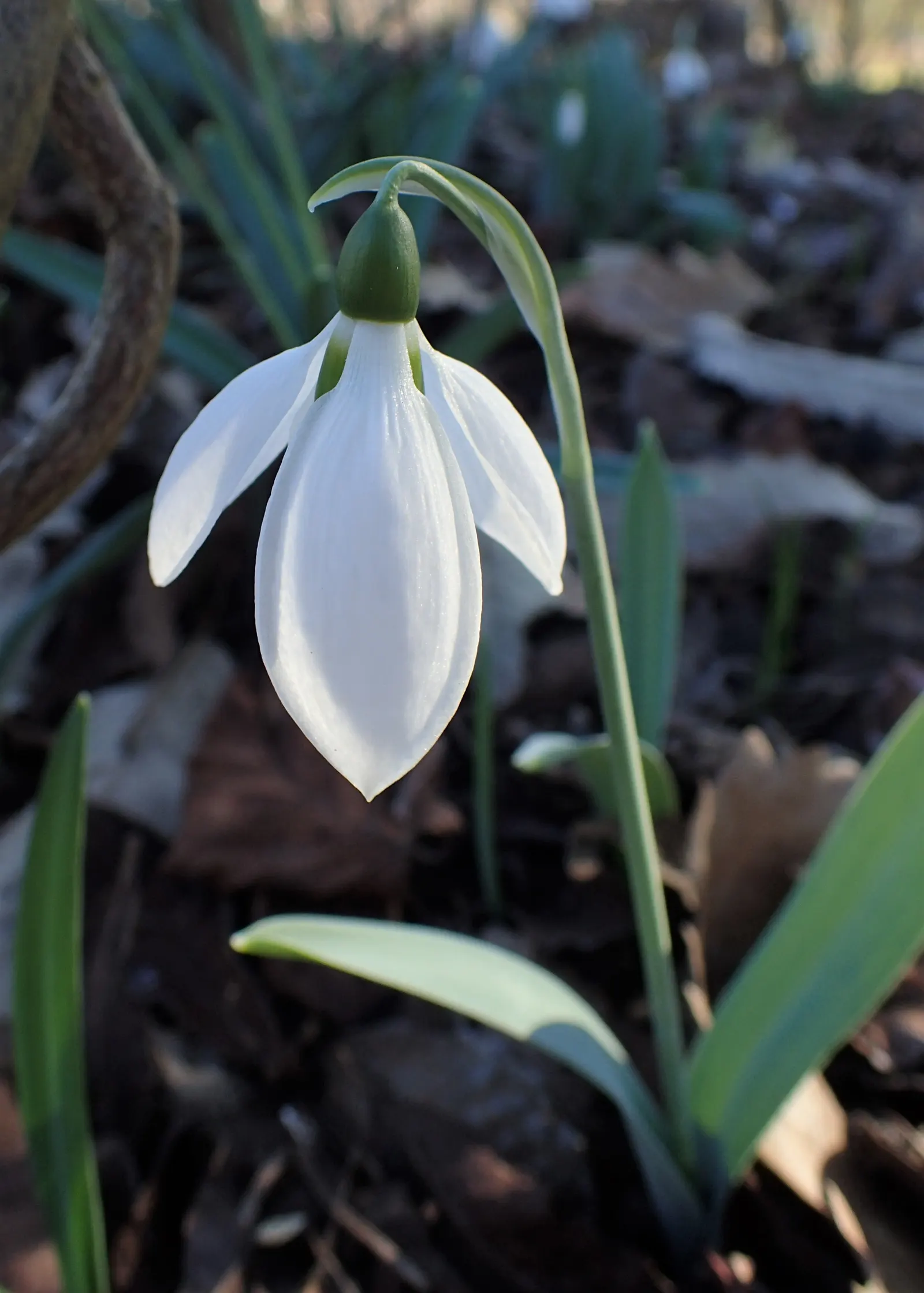 Giant Snow Drop (Galanthus Elwesii) — is a captivating bulbous perennial that heralds the arrival of spring with its elegant; renowned for its, image 58