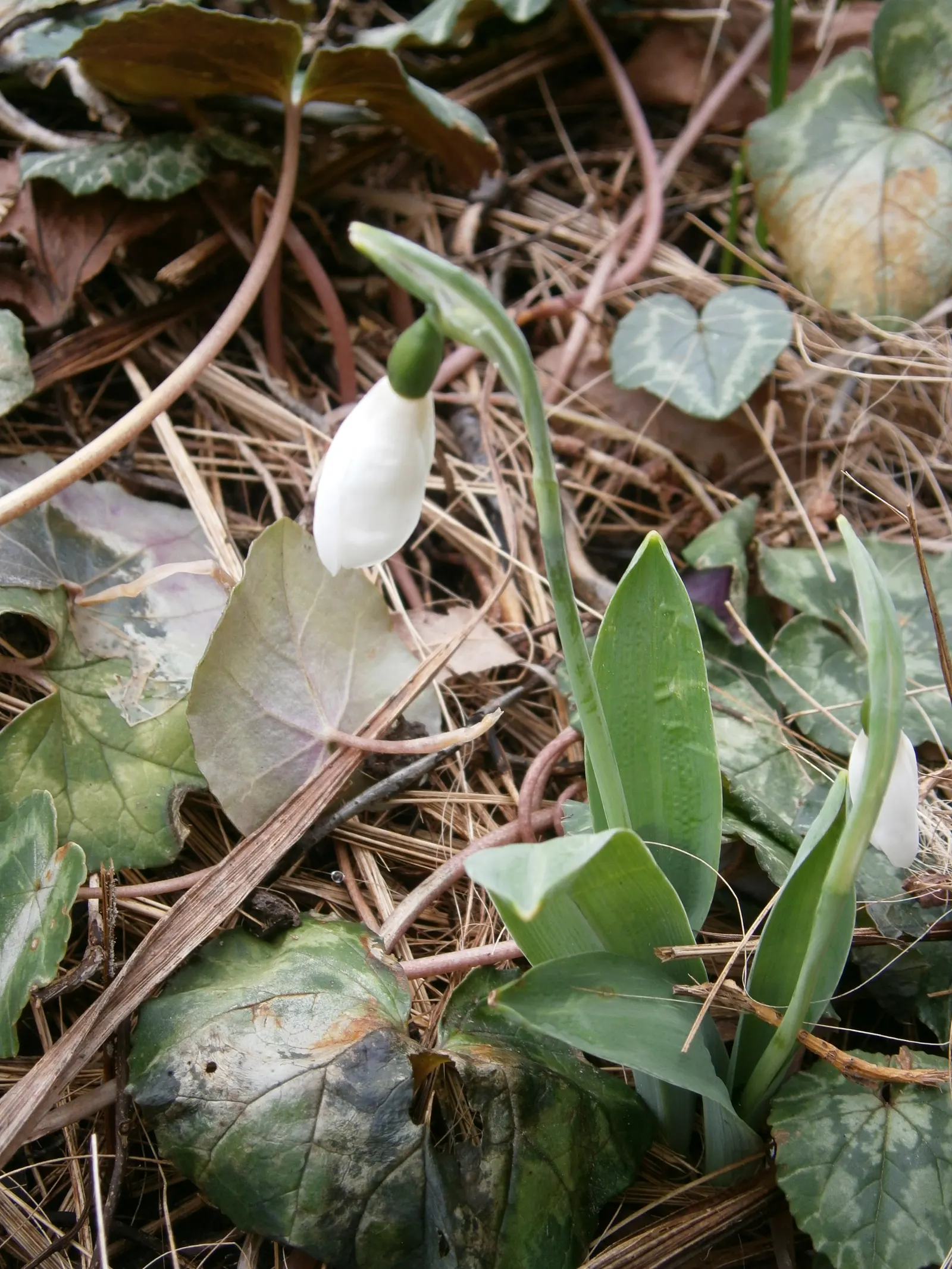 Giant Snow Drop (Galanthus Elwesii) — The Giant Snowdrop is relatively low maintenance