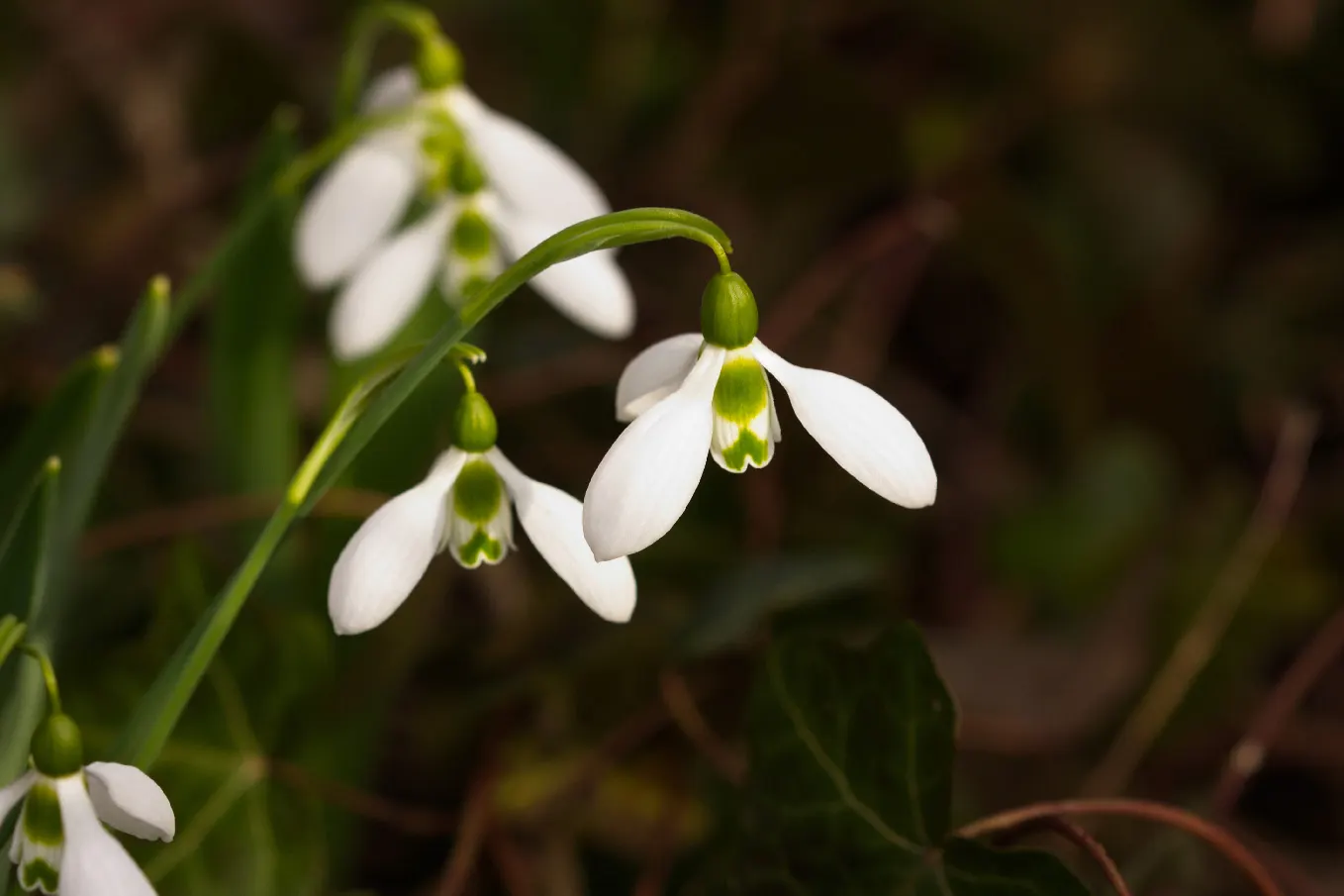 Giant Snow Drop (Galanthus Elwesii) — this species stands taller than its common snowdrop counterparts; where it can form impressive drifts over, image 60