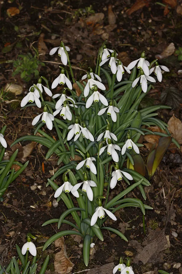 Giant Snow Drop (Galanthus Elwesii) — this species stands taller than its common snowdrop counterparts