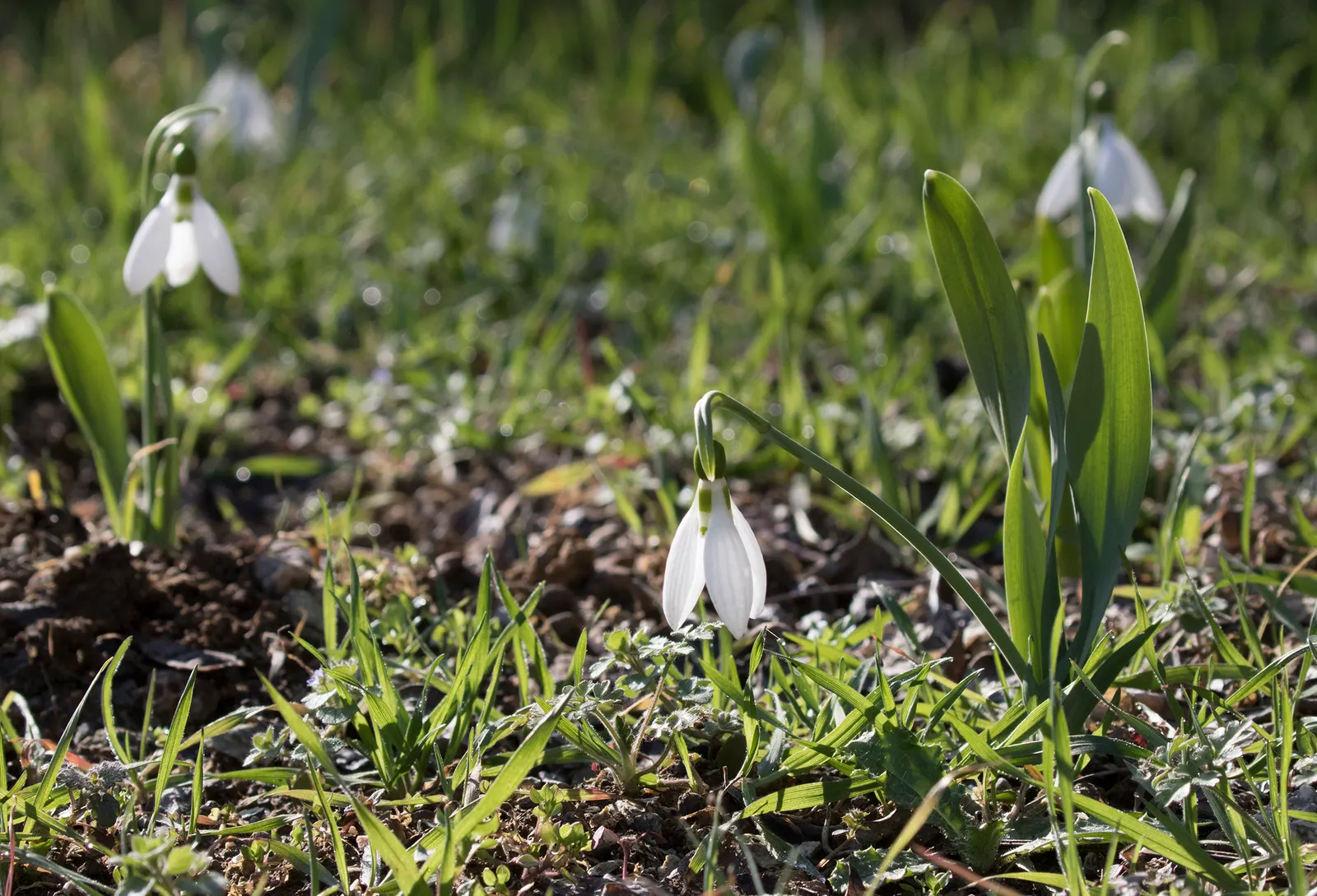 Giant Snow Drop (Galanthus Elwesii) — each petal marked with a distinctive green spot; hardy in zones 3-9, it naturalizes over time, creating a, image 55