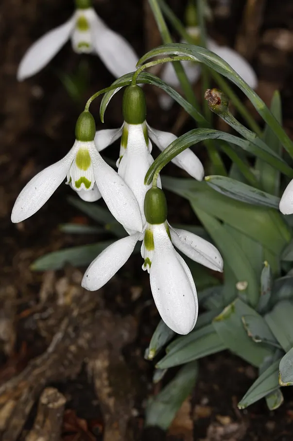 Giant Snow Drop (Galanthus Elwesii) — bulb with white blooms; preferring positions that receive partial to full shade, image 74