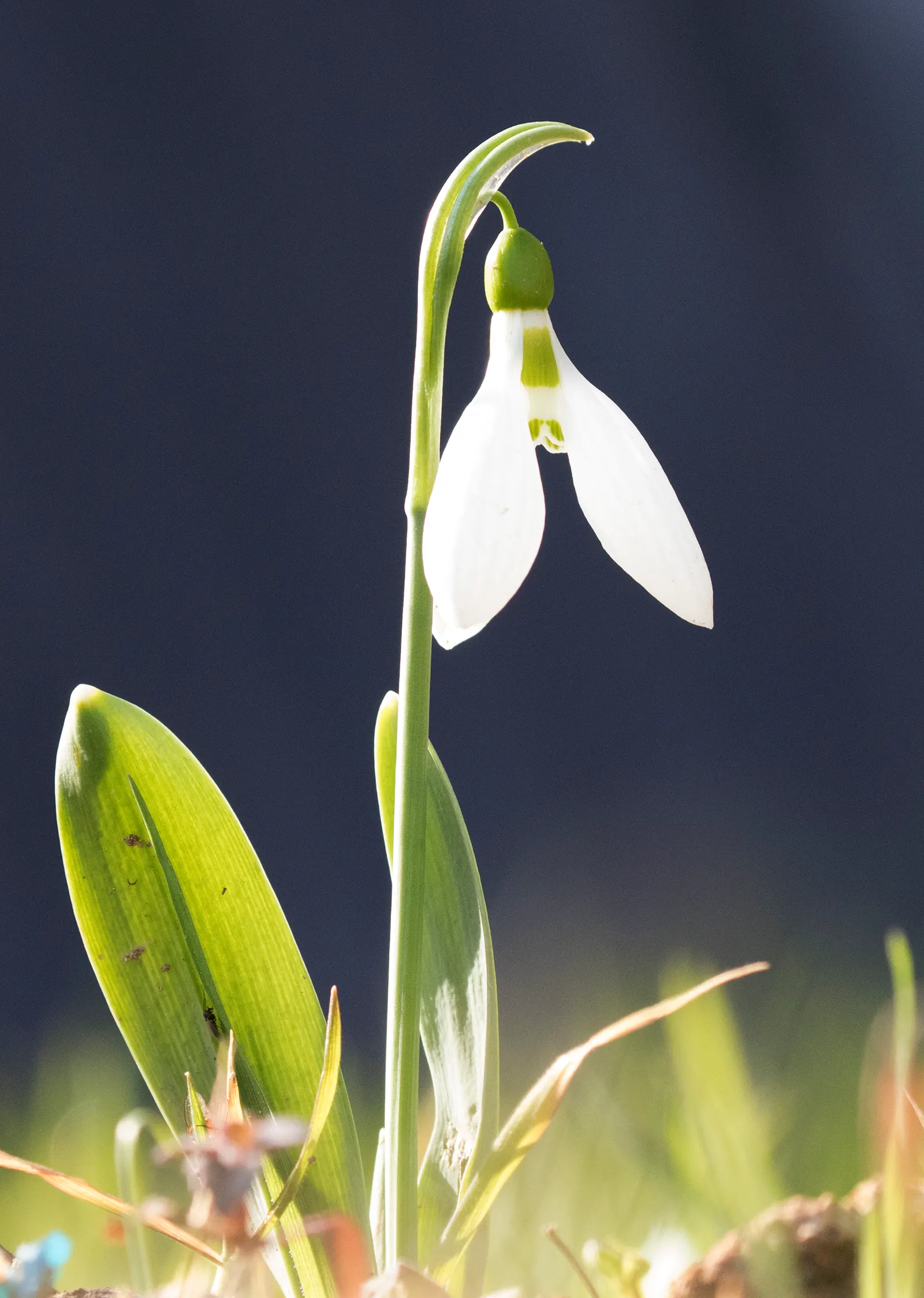 Giant Snow Drop (Galanthus Elwesii) — reaching heights of approximately 6 to 12 inches; bulb with white blooms, image 61