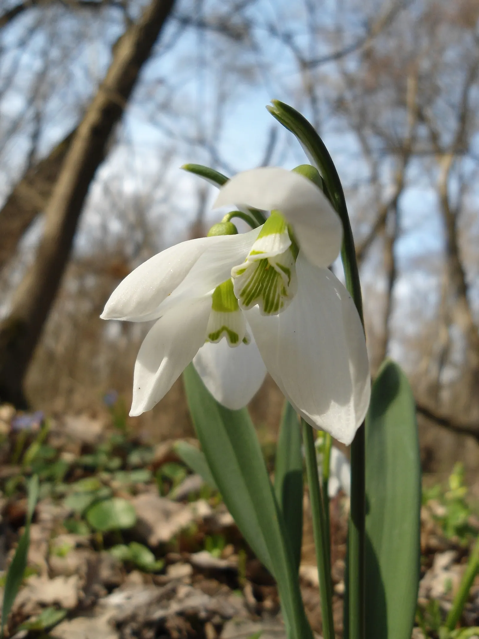 Giant Snow Drop (Galanthus Elwesii) — bulb with white blooms; preferring positions that receive partial to full shade