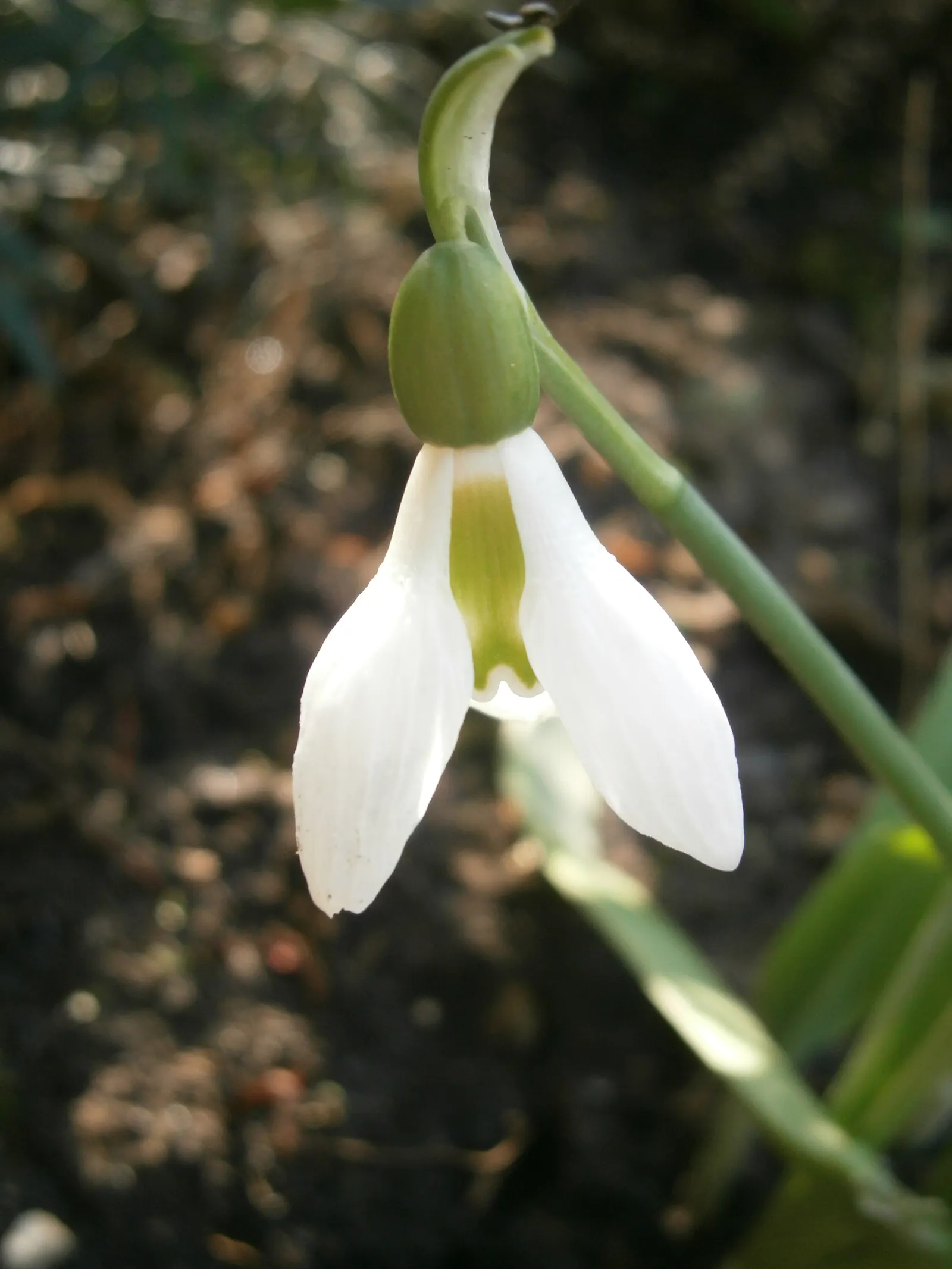 Giant Snow Drop (Galanthus Elwesii) — contrasting beautifully against the snow-white, image 38