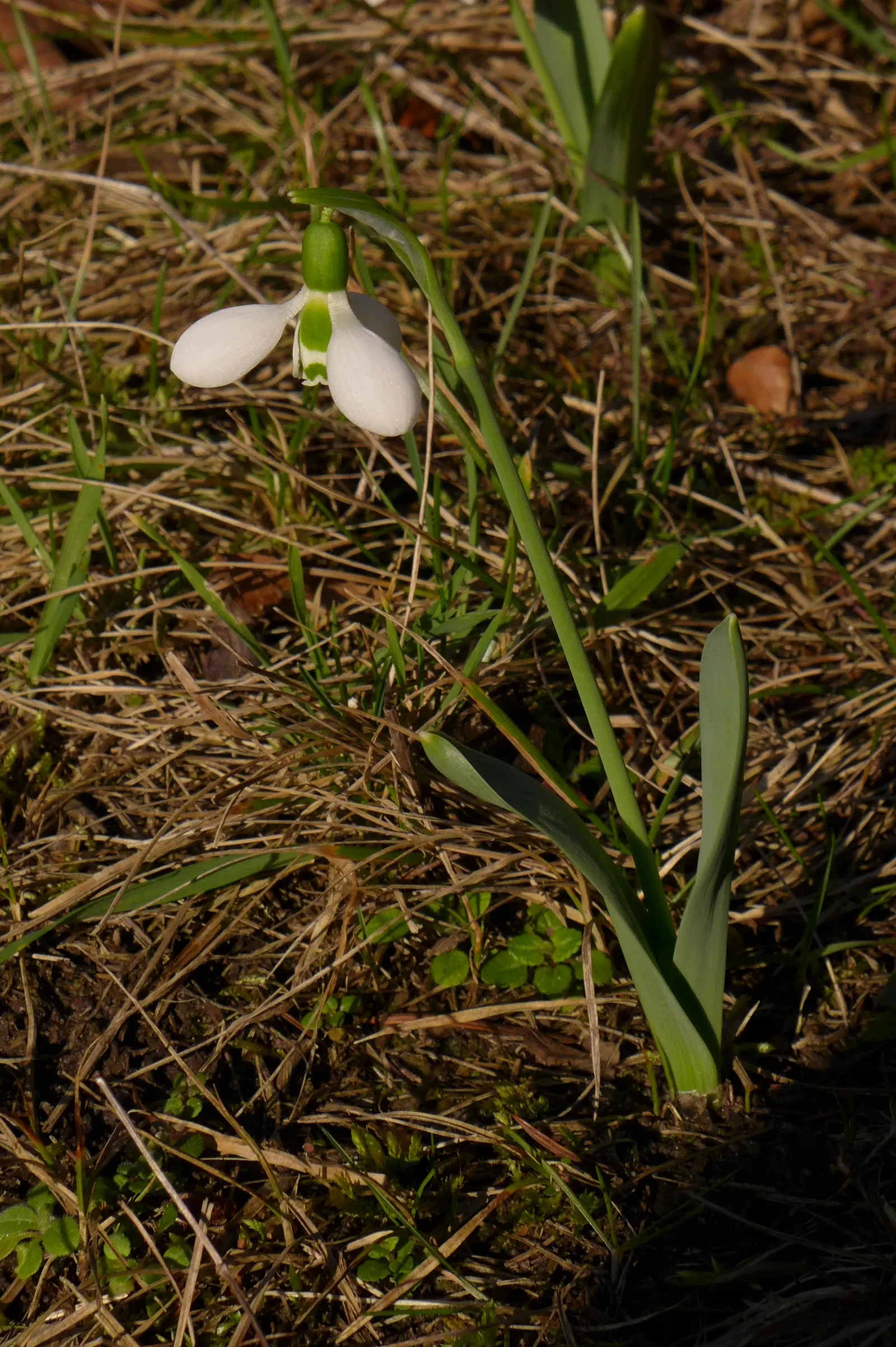 Giant Snow Drop (Galanthus Elwesii) — Renowned for its larger flowers