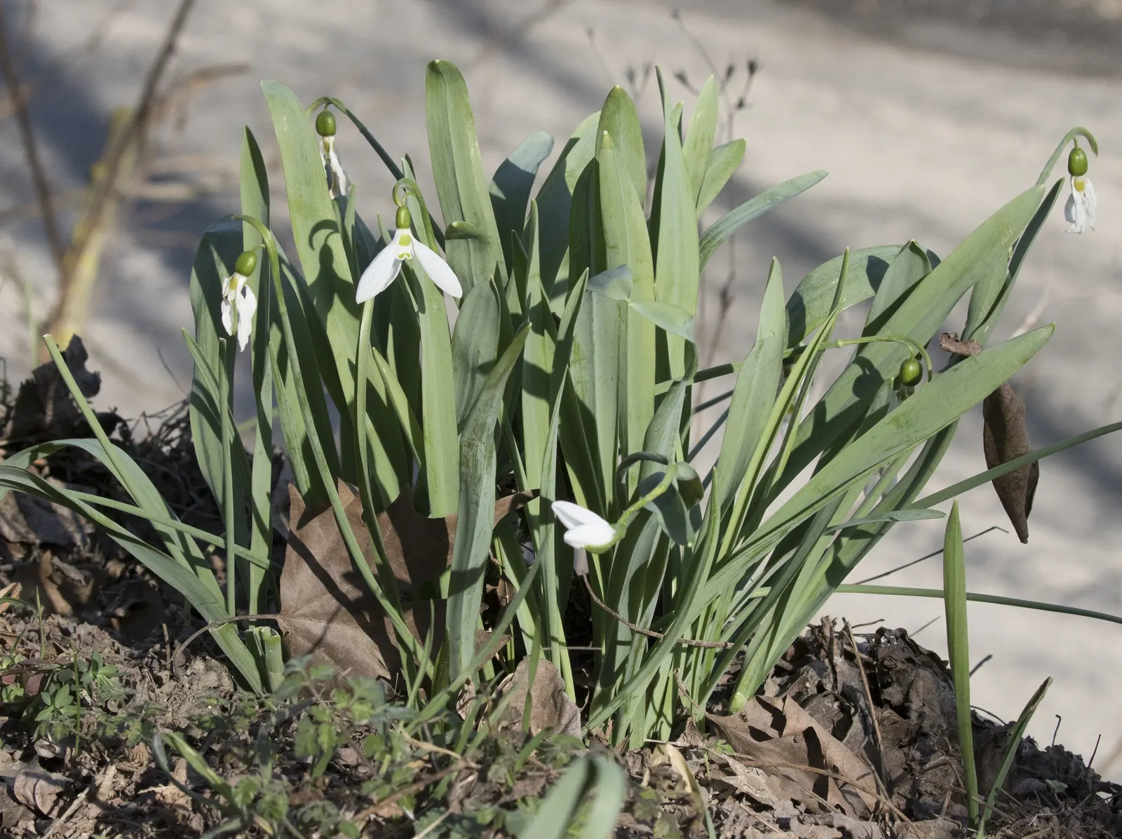 Giant Snow Drop (Galanthus Elwesii) — strap-shaped foliage spreads around 3 to 4 inches wide; ideally planted in clusters, it thrives in partial shade to full