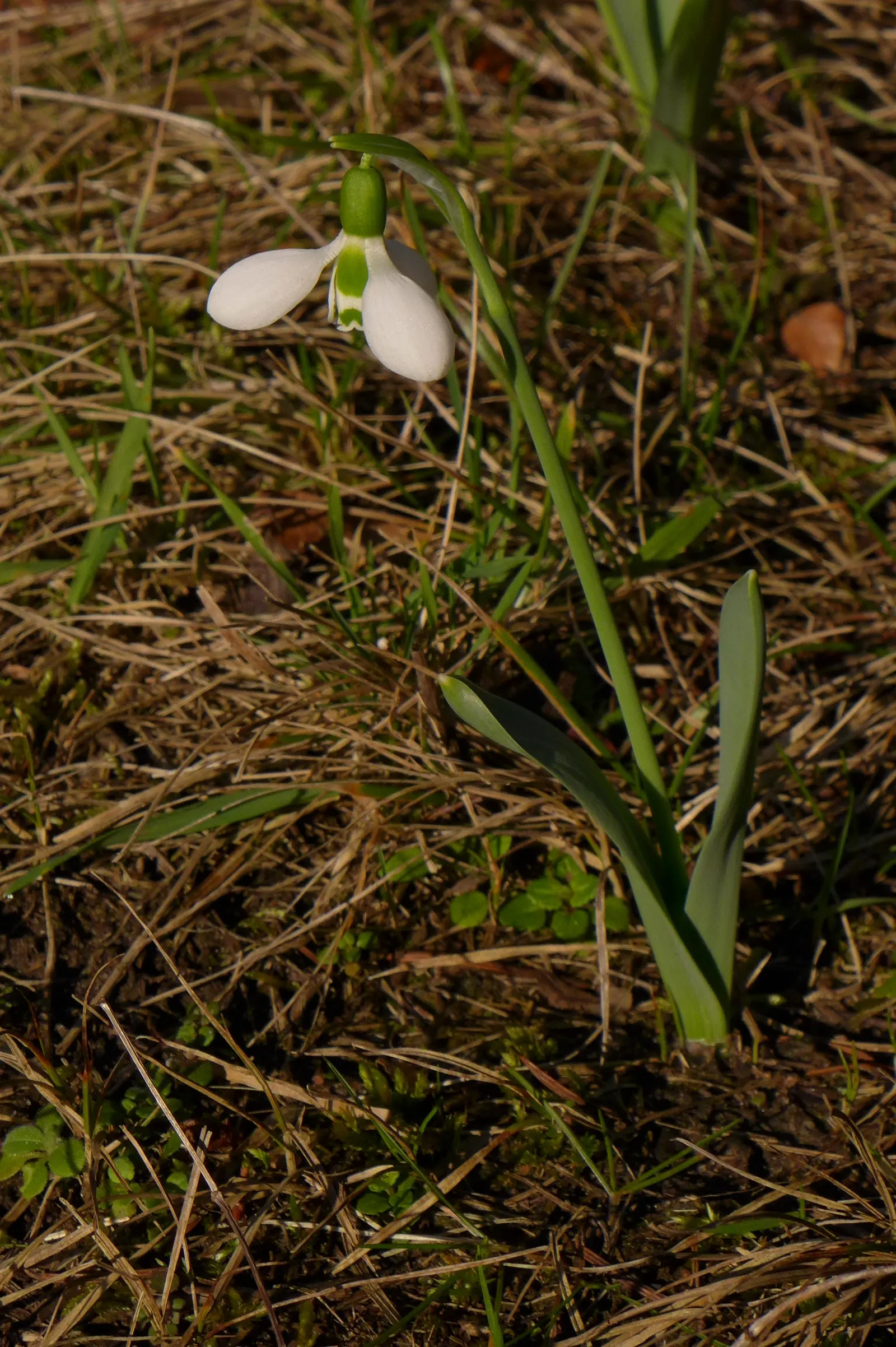Giant Snow Drop (Galanthus Elwesii) — Galanthus elwesii thrives in USDA zones 3 through 9; consider incorporating these bulbs in clusters to achieve a striking