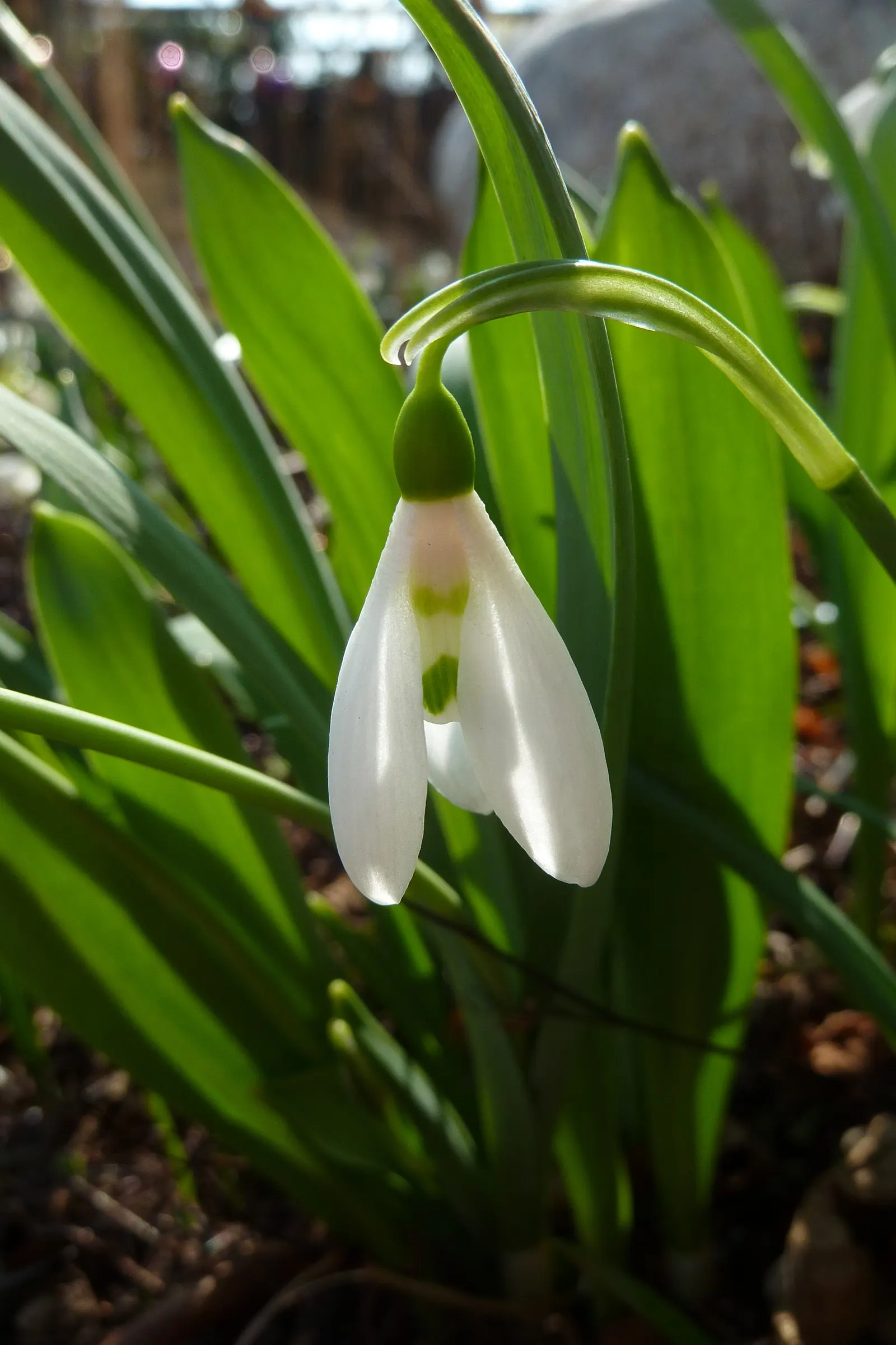 Giant Snow Drop (Galanthus Elwesii) — bulb for full or half; and can be an excellent choice for adding early color to woodland settings and other shaded garden