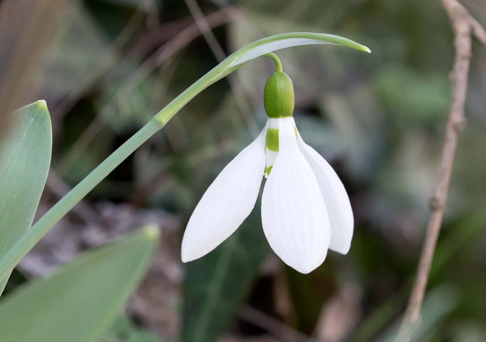 Giant Snow Drop (Galanthus Elwesii) — consider incorporating these bulbs in clusters to achieve a striking visual effect each spring; strap-shaped, image 70