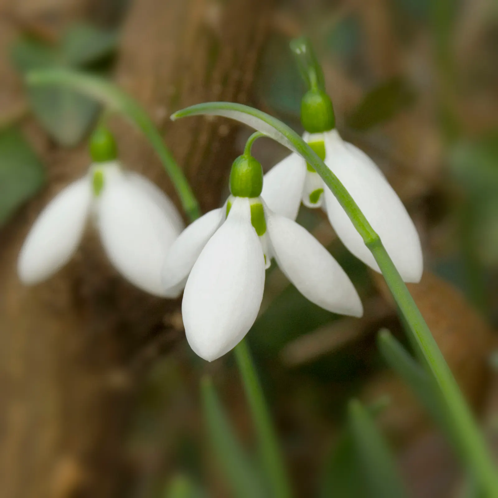 Giant Snow Drop (Galanthus Elwesii) — Renowned for its larger flowers; the Giant Snowdrop performs best in rich, image 53