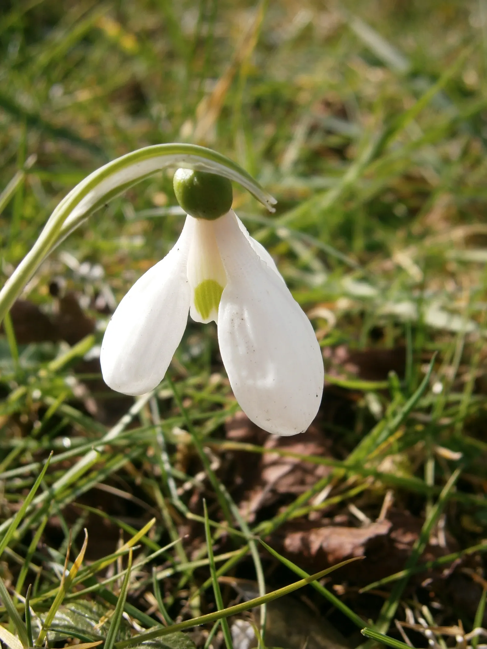 Giant Snow Drop (Galanthus Elwesii) — bulb for full or half; and can be an excellent choice for adding early color to woodland settings and other, image 75