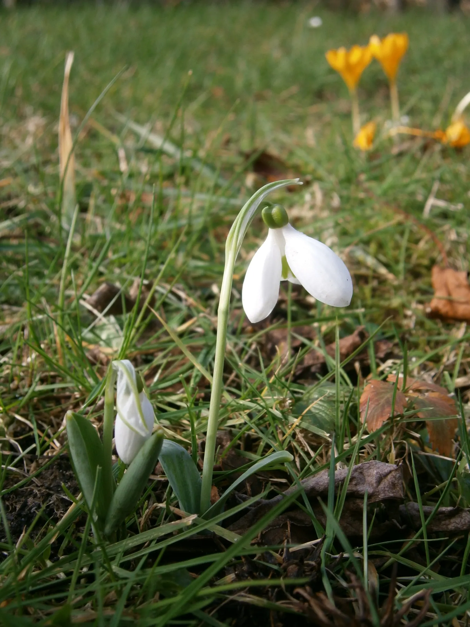 Giant Snow Drop (Galanthus Elwesii) — is a captivating bulbous perennial that heralds the arrival of spring with its elegant