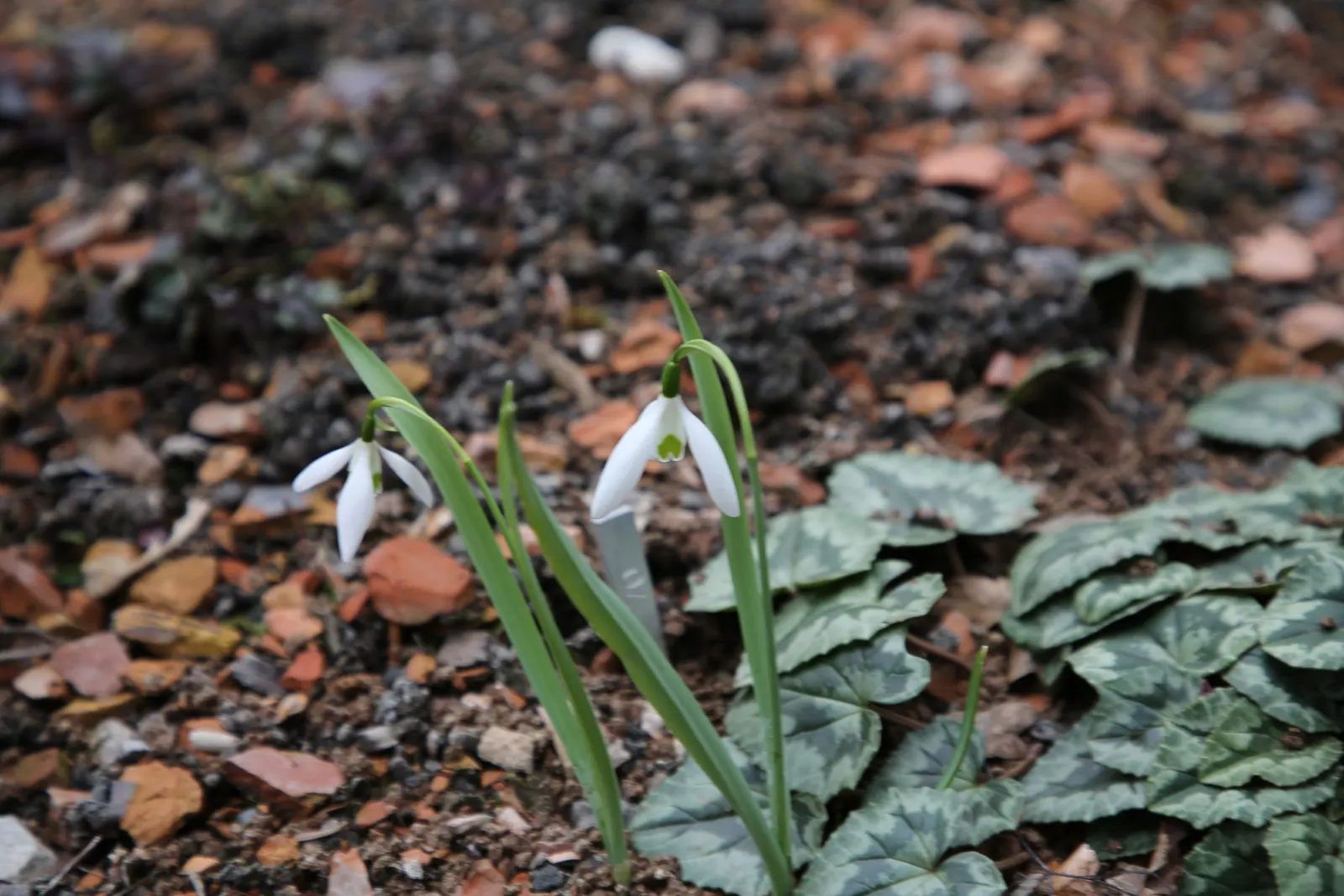 Giant Snow Drop (Galanthus Elwesii) — contrasting beautifully against the snow-white