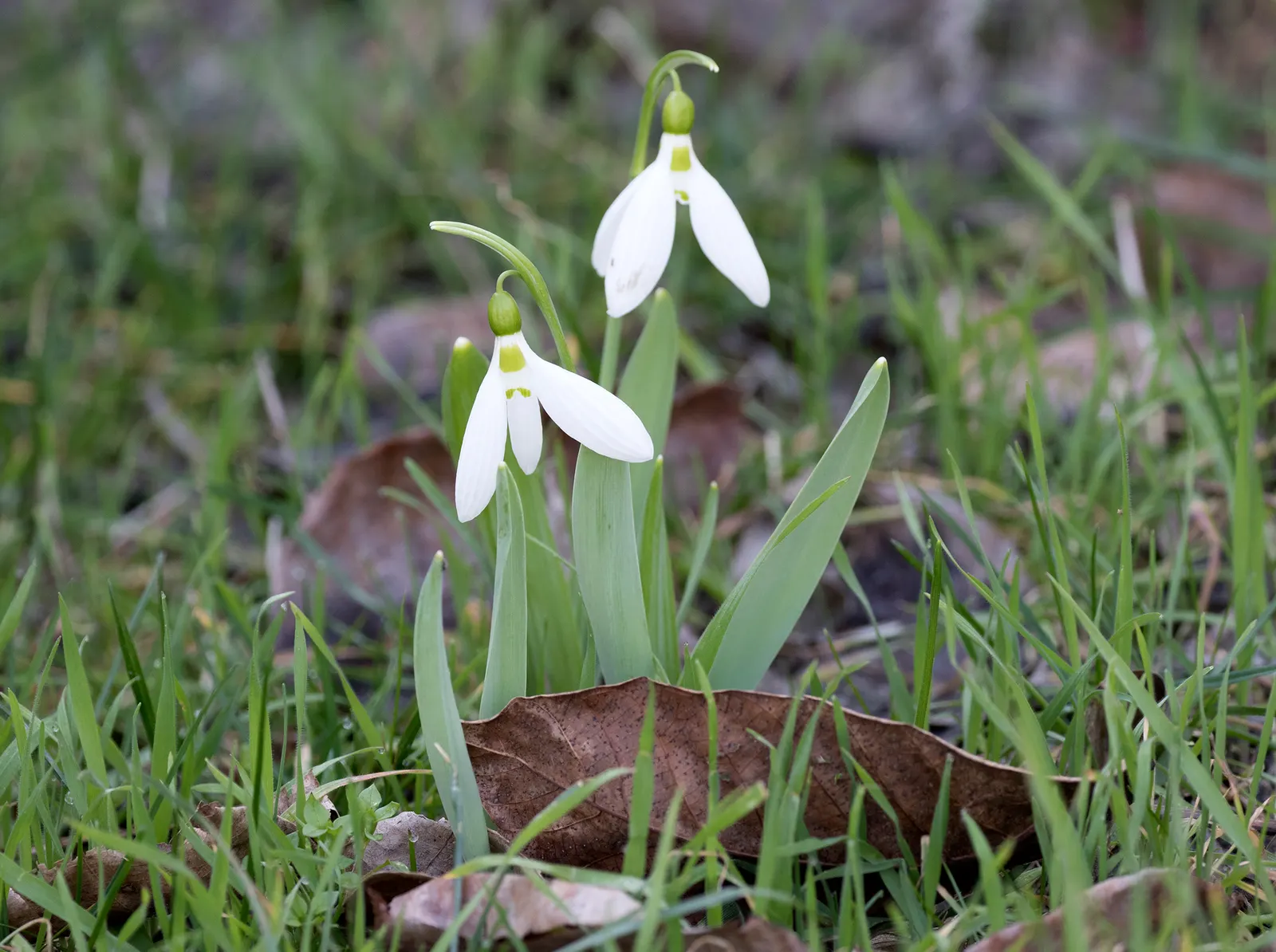 Giant Snow Drop (Galanthus Elwesii) — and can be an excellent choice for adding early color to woodland settings and other shaded garden areas