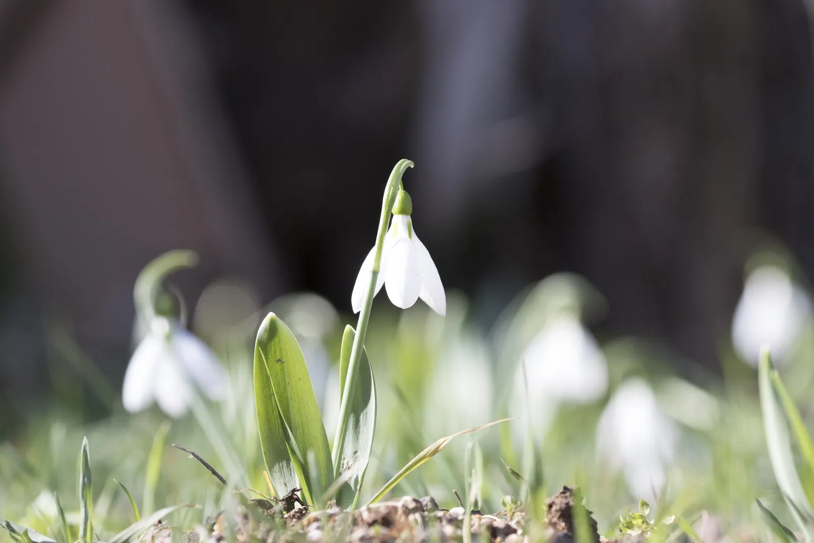 Giant Snow Drop (Galanthus Elwesii) — reaching heights of approximately 6 to 12 inches