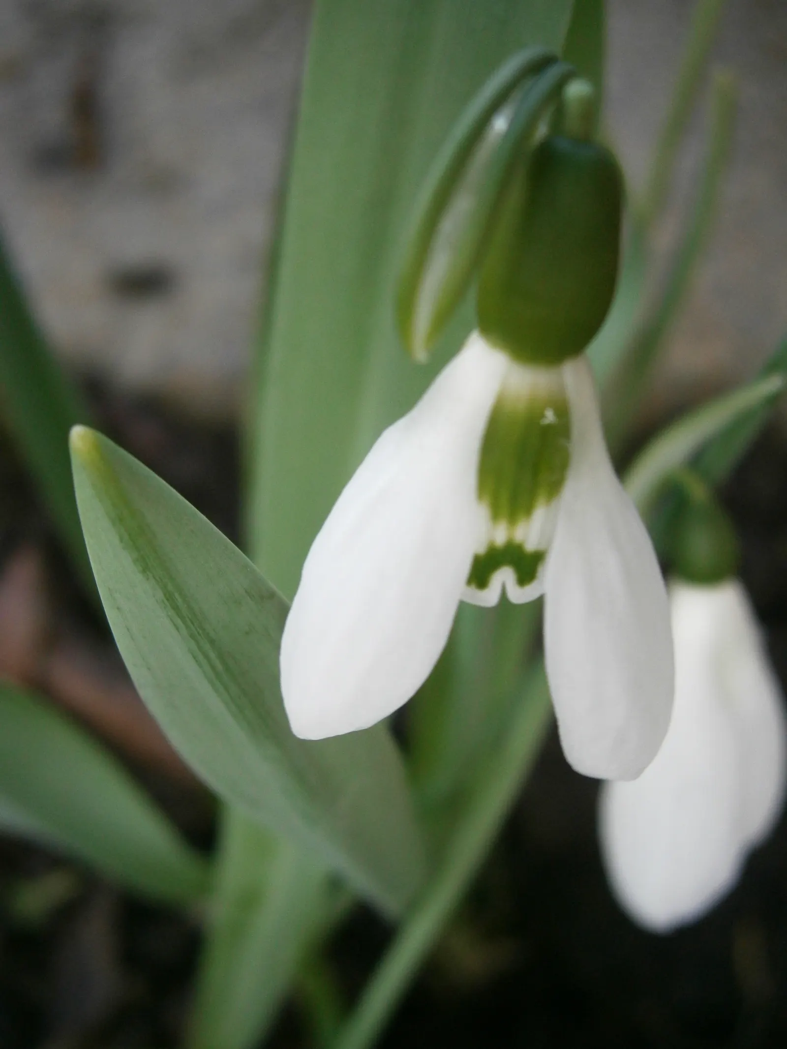 Giant Snow Drop (Galanthus Elwesii) — Typically flowering from late winter to early spring; this species stands taller than its common snowdrop, image 84