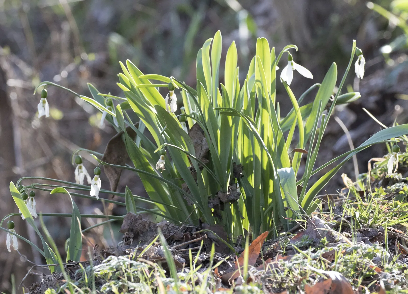 Giant Snow Drop (Galanthus Elwesii) — The Giant Snowdrop is relatively low maintenance; well-drained soil with a pH that ranges from neutral to slightly