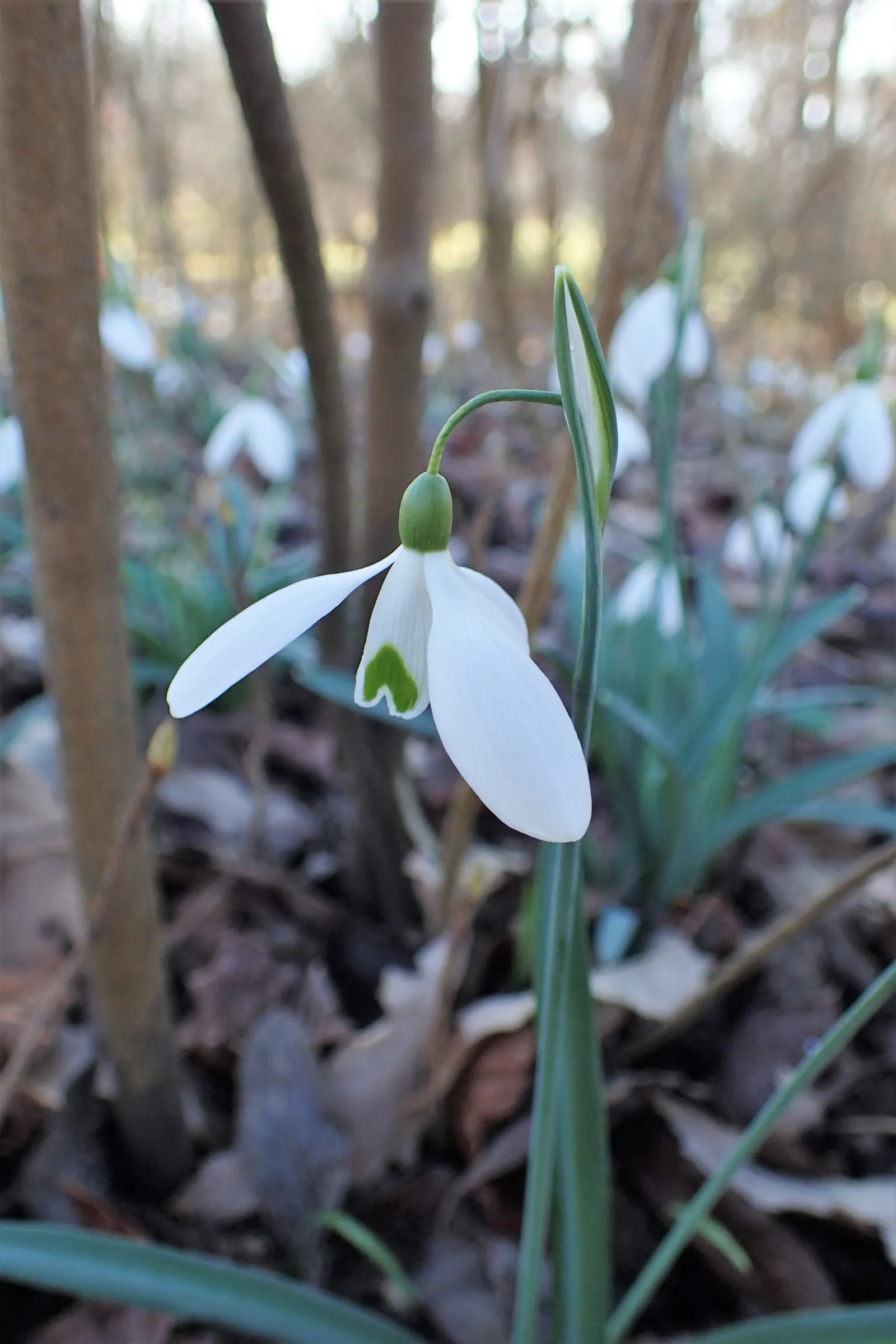 Giant Snow Drop (Galanthus Elwesii) — The Giant Snowdrop performs best in rich; white flowers in the garden, image 68