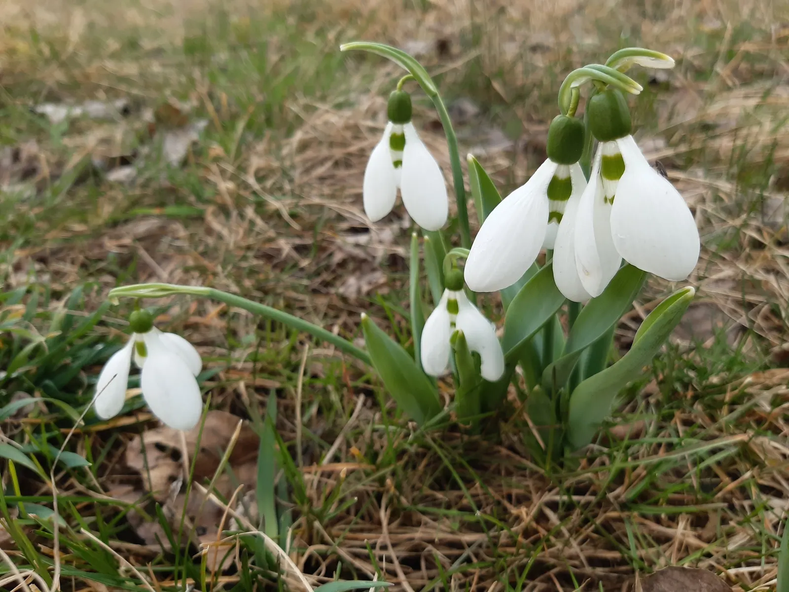 Giant Snow Drop (Galanthus Elwesii) — Galanthus elwesii thrives in USDA zones 3 through 9; consider incorporating these bulbs in clusters to, image 64
