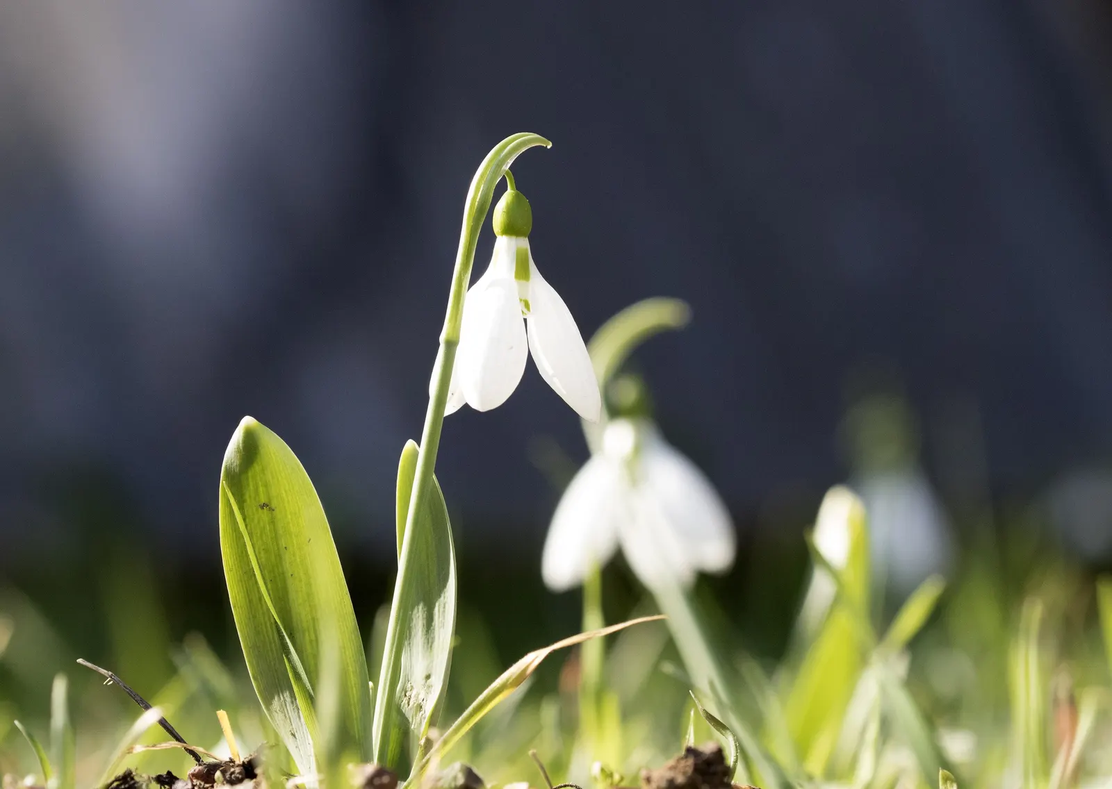 Giant Snow Drop (Galanthus Elwesii) — preferring positions that receive partial to full shade; reaching heights of 6 to 8 inches, image 65