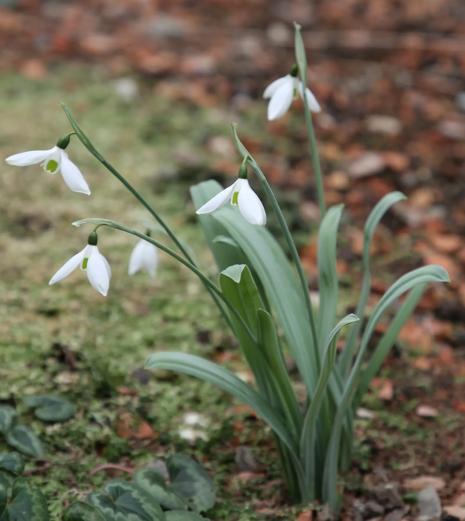 Giant Snow Drop (Galanthus Elwesii) — The Giant Snowdrop performs best in rich